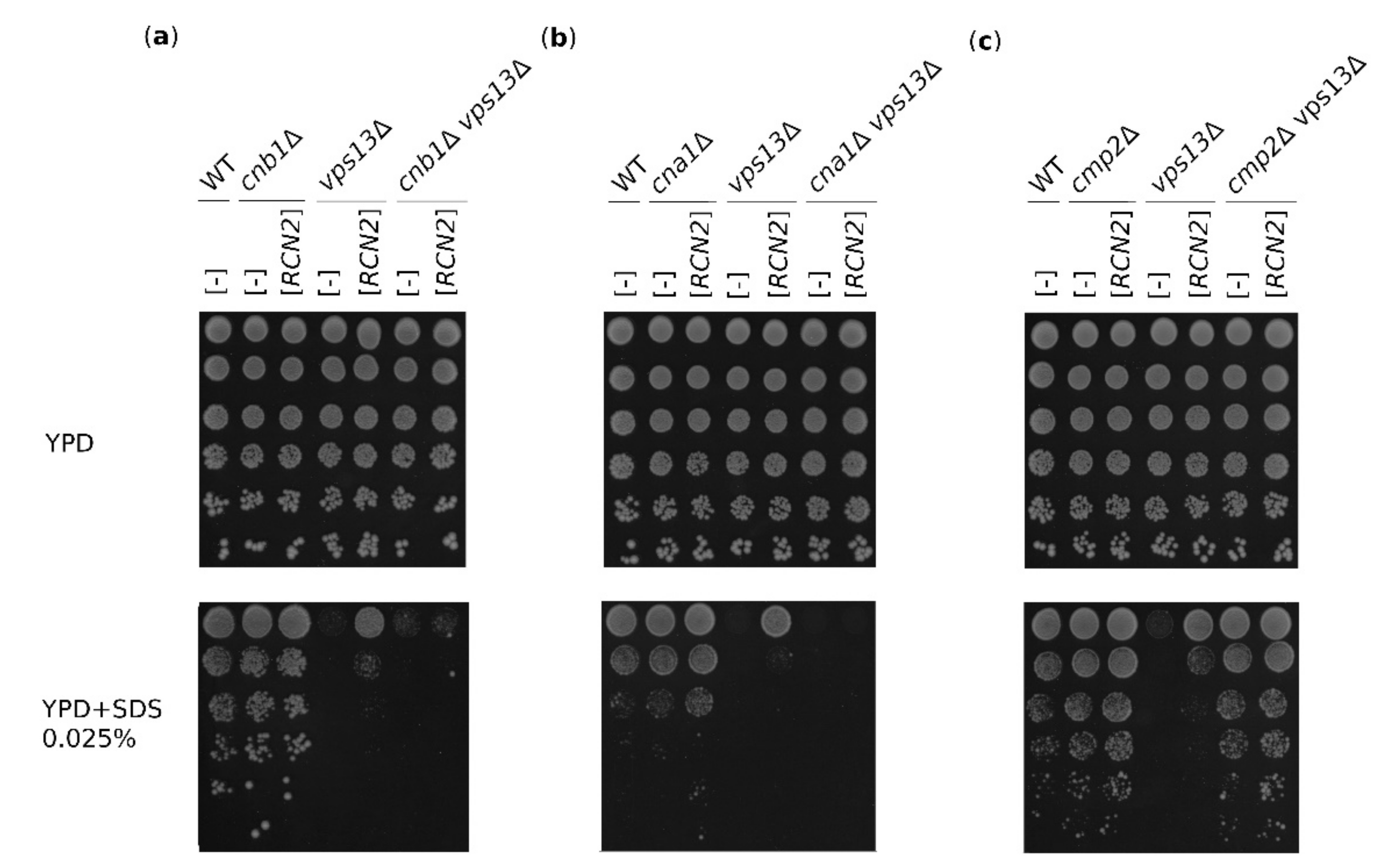 Ijms 22 01193 g003 Ijms 22 01193 g003