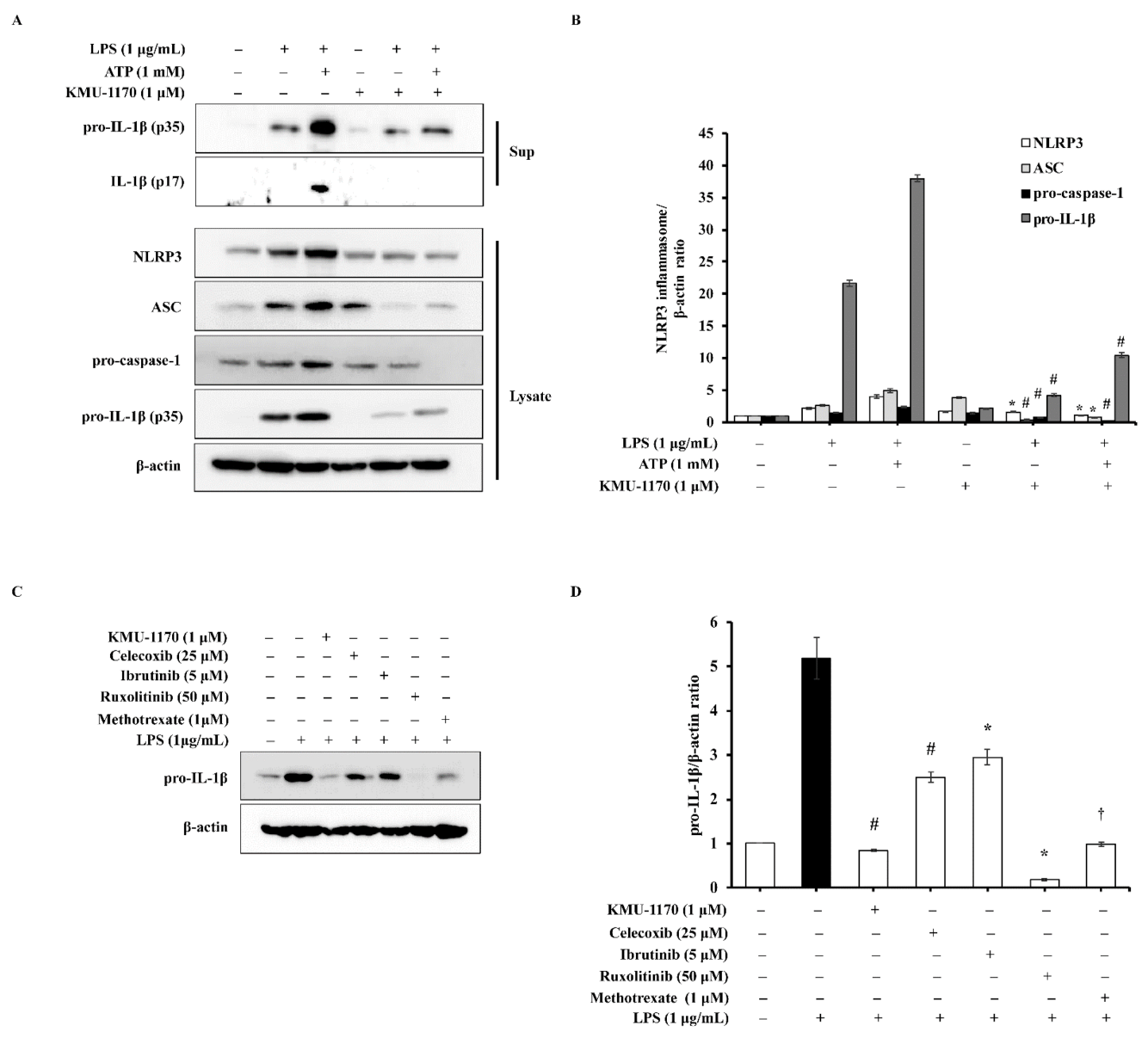Ijms 22 01194 g005 Ijms 22 01194 g005