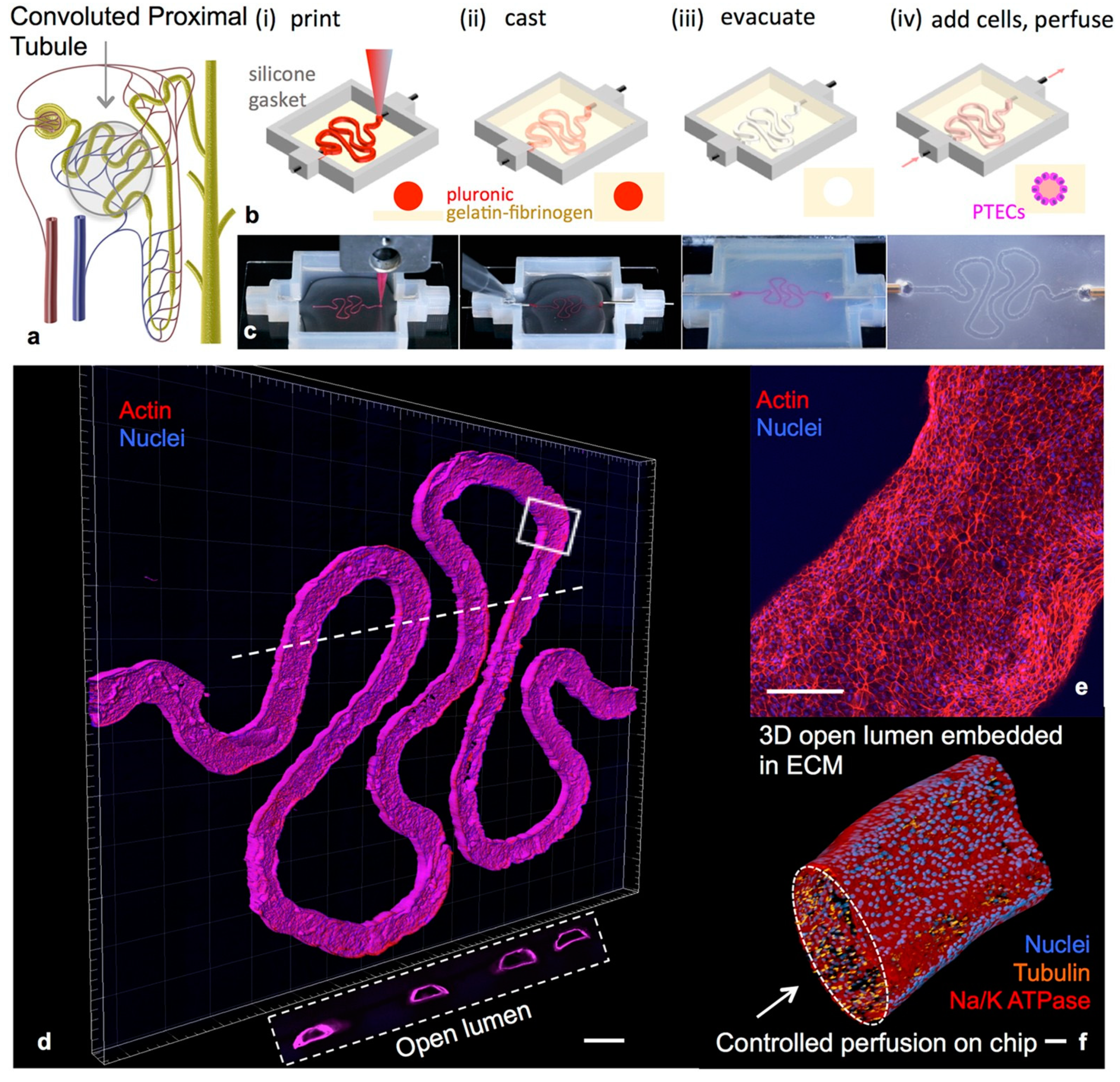 Ijms 22 01195 g003 Ijms 22 01195 g003