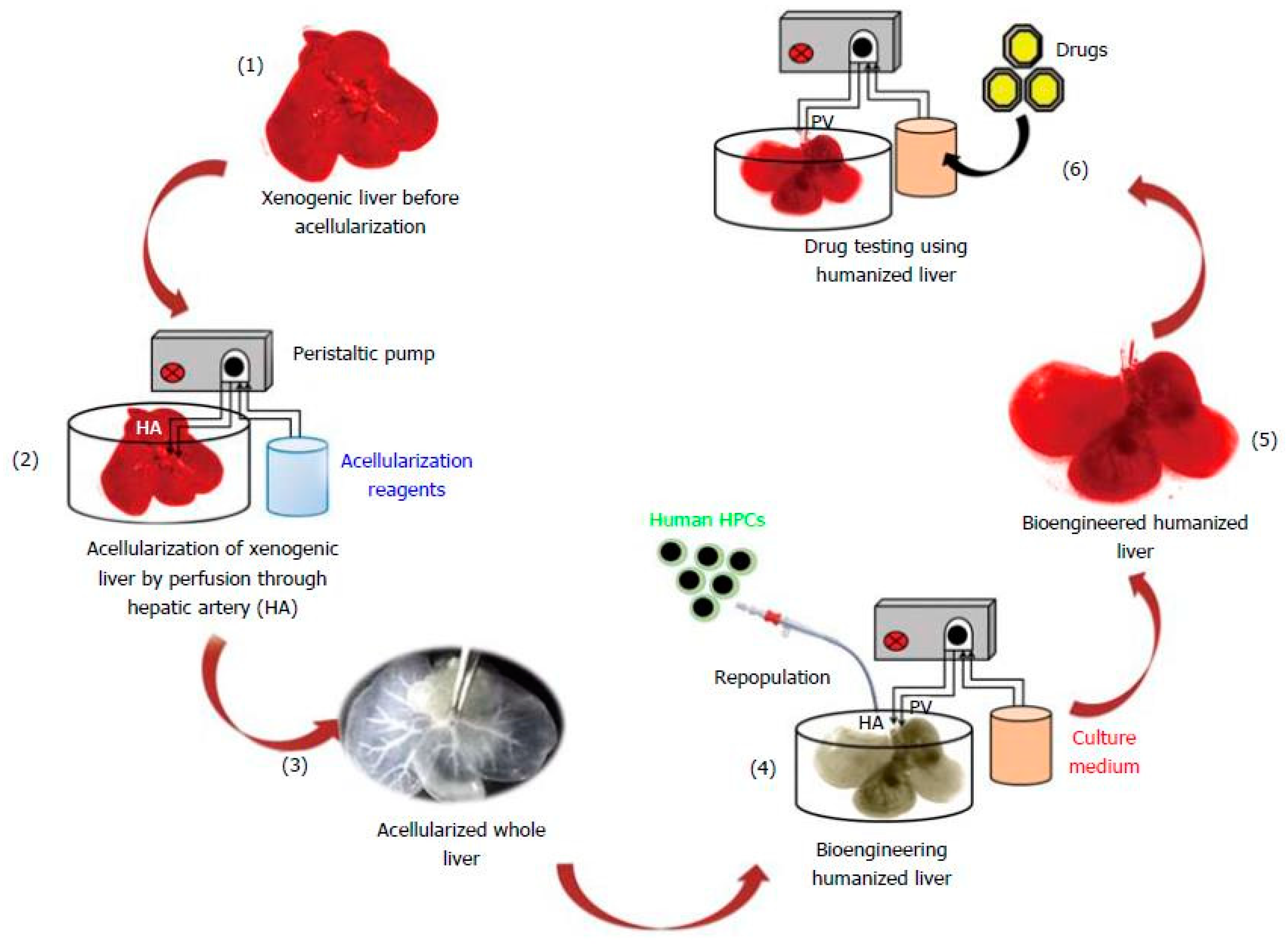 Ijms 22 01195 g004 Ijms 22 01195 g004
