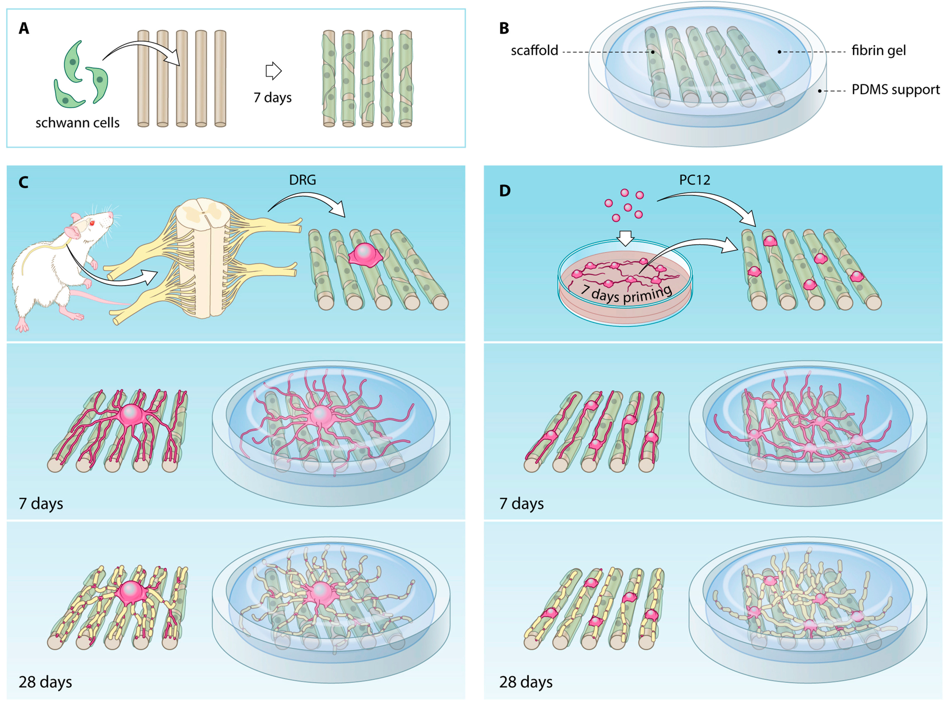 Ijms 22 01195 g005 Ijms 22 01195 g005
