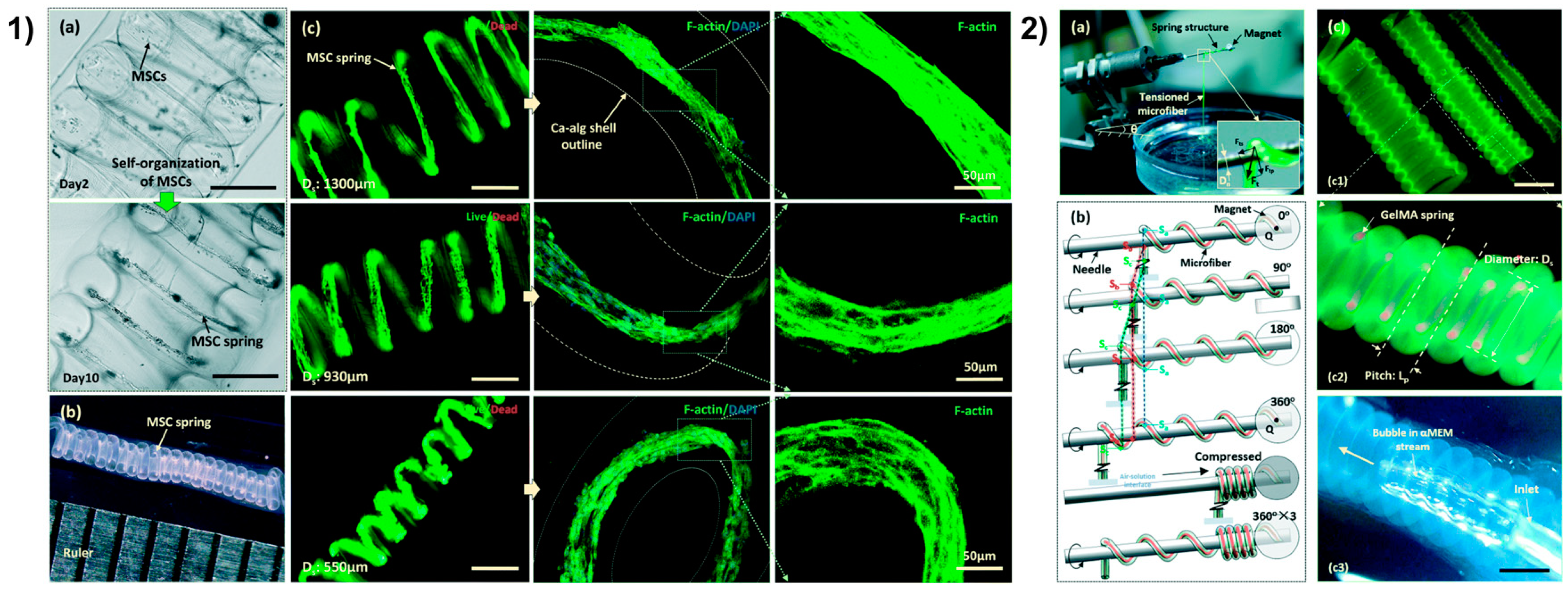 Ijms 22 01195 g006 Ijms 22 01195 g006