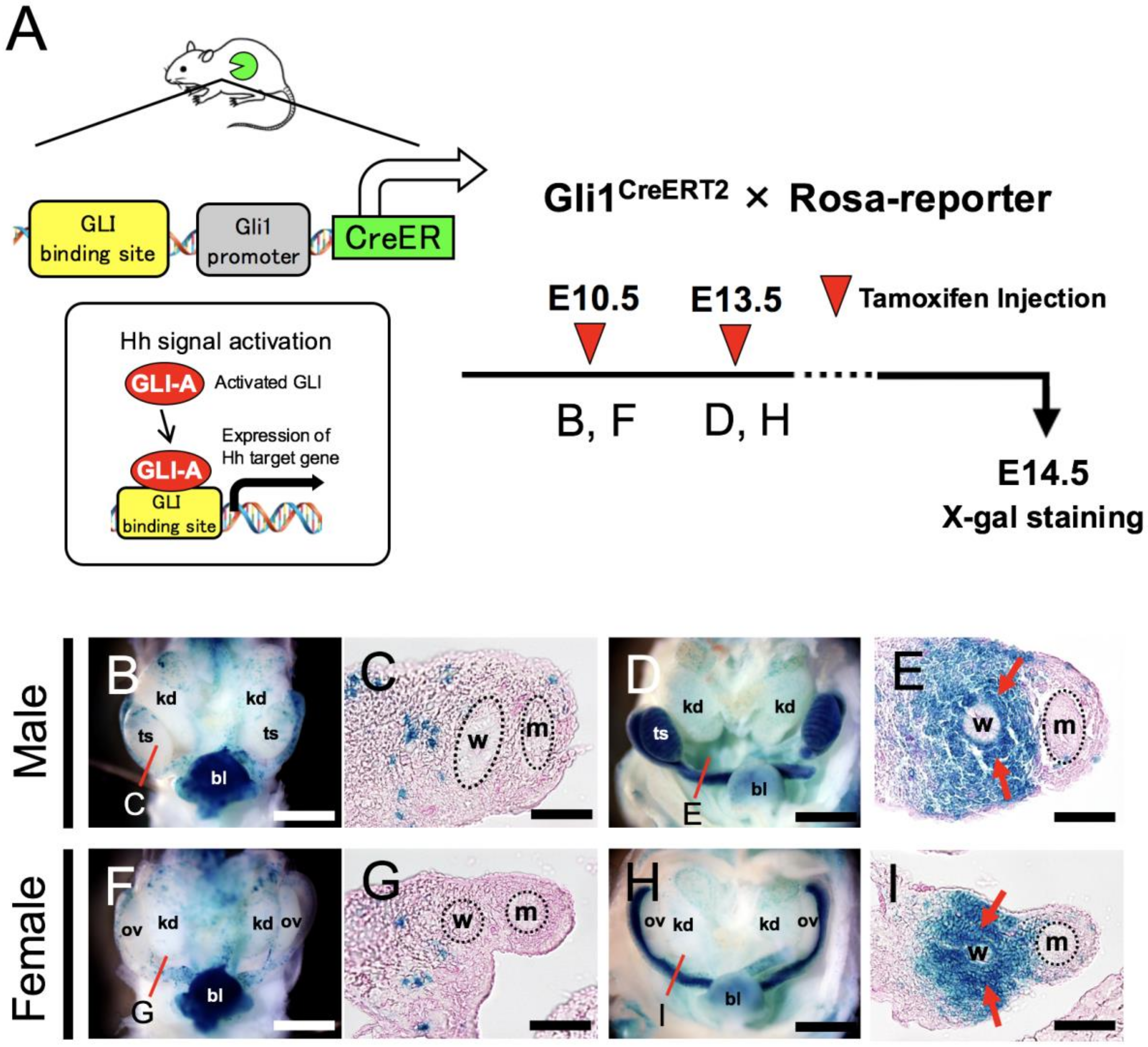 Ijms 22 01211 g003 Ijms 22 01211 g003