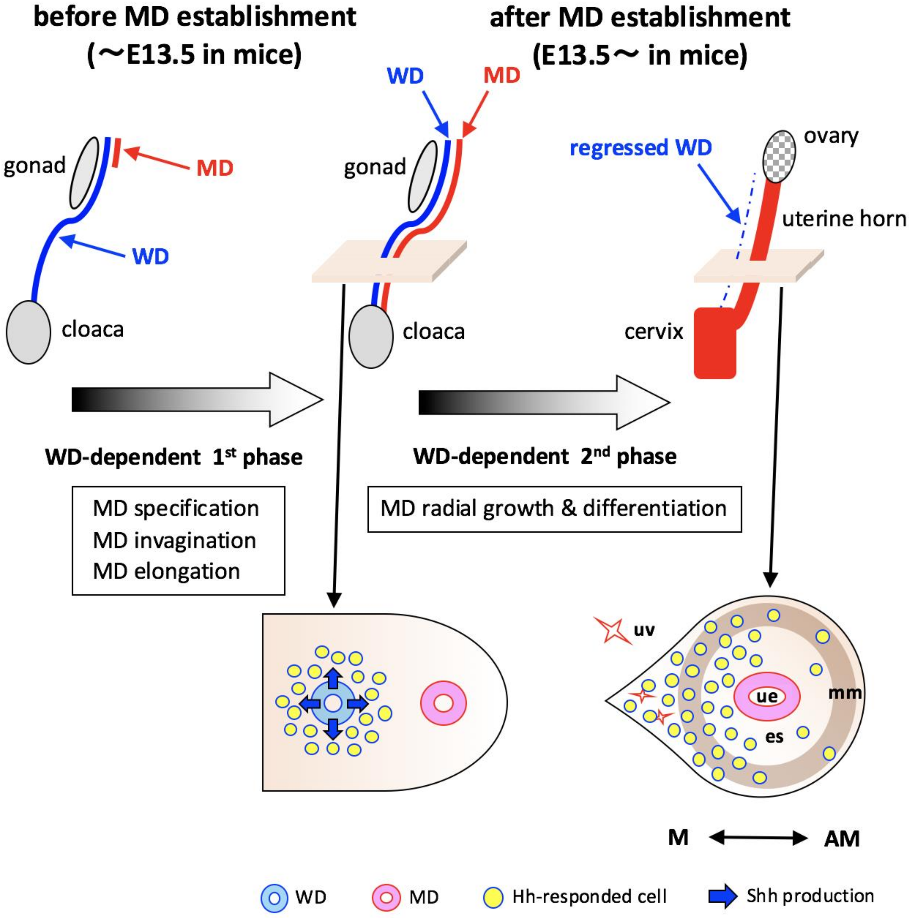 Ijms 22 01211 g006 Ijms 22 01211 g006