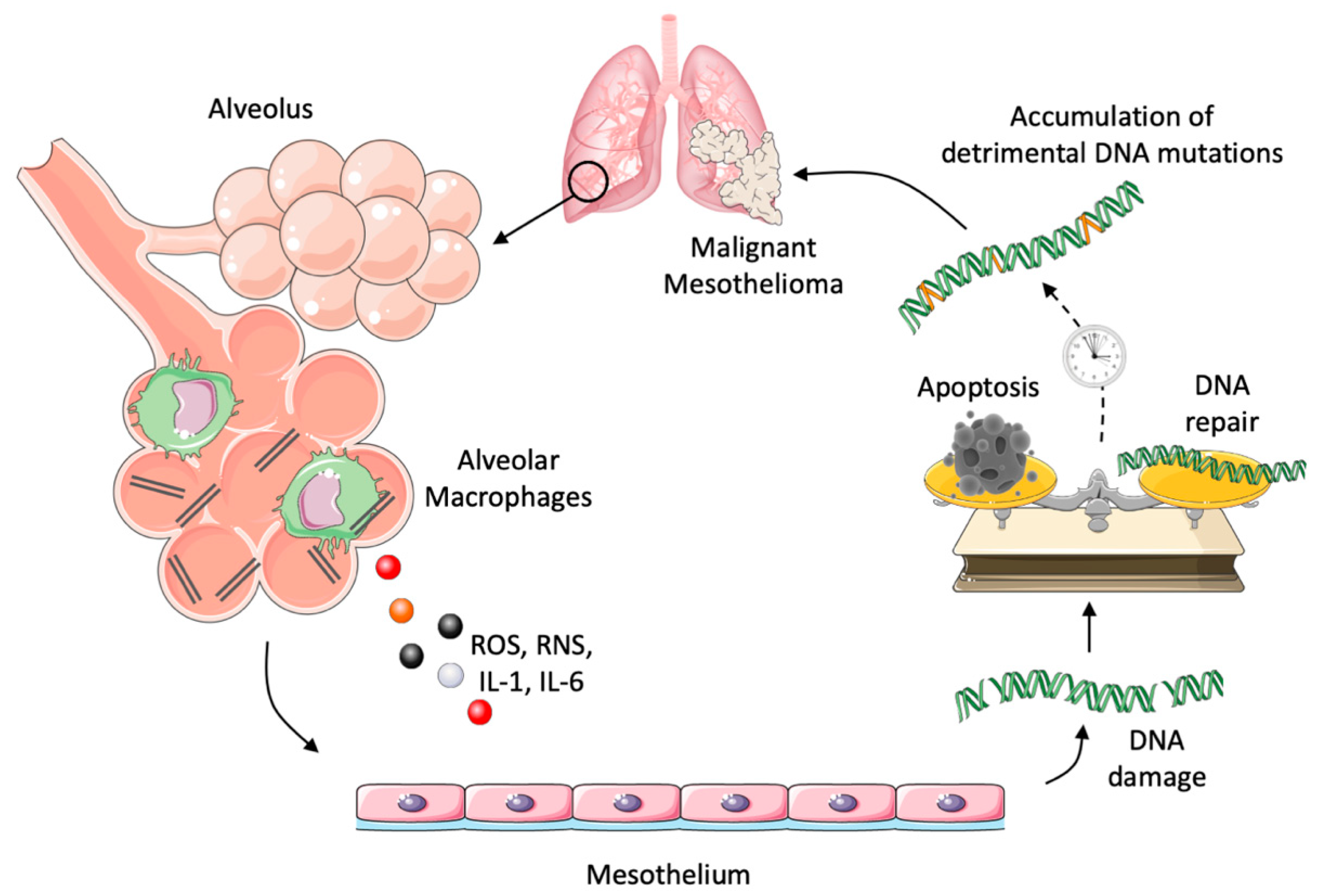 Ijms 22 01224 g003 Ijms 22 01224 g003
