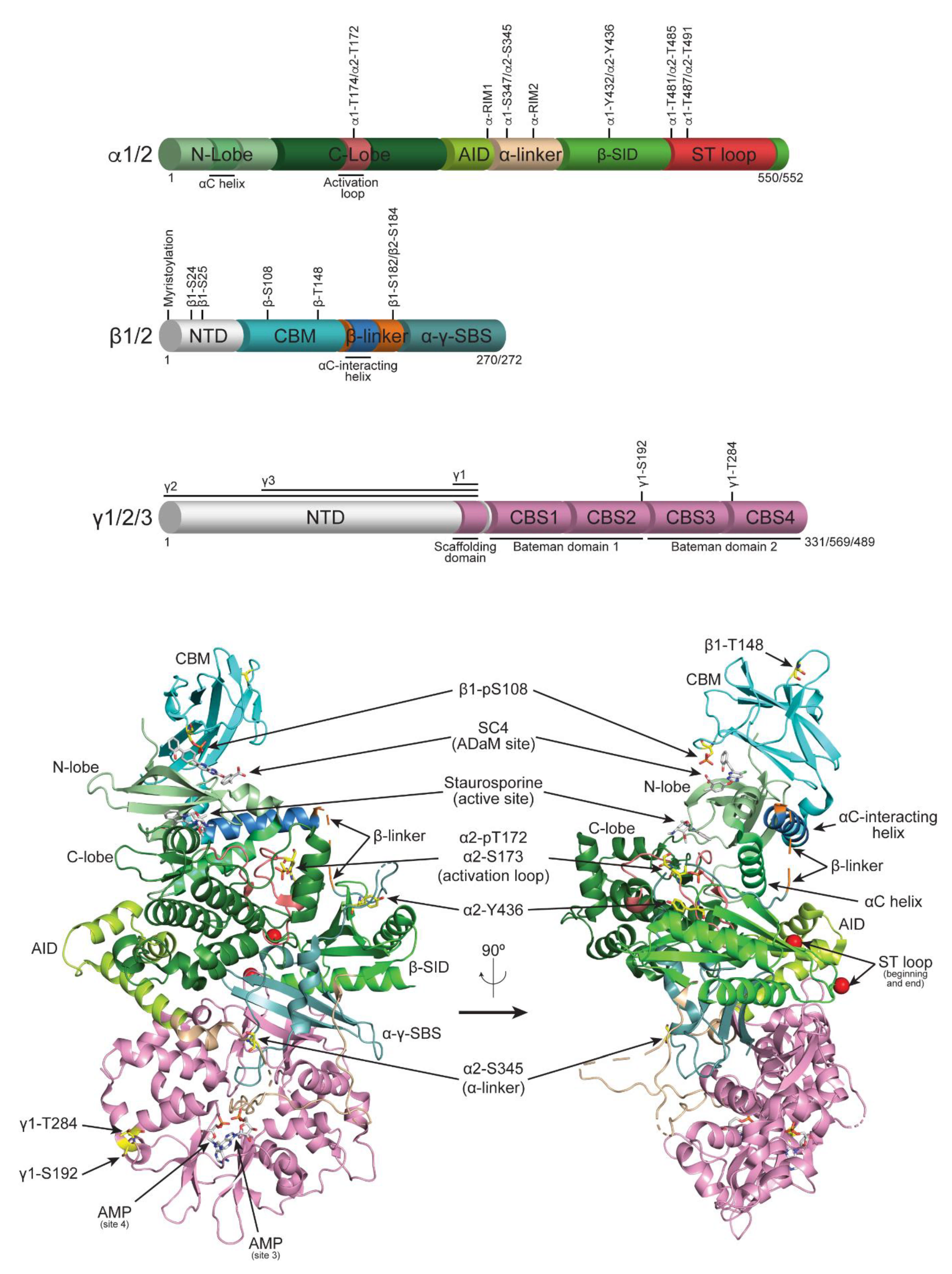 Ijms 22 01229 g001 Ijms 22 01229 g001