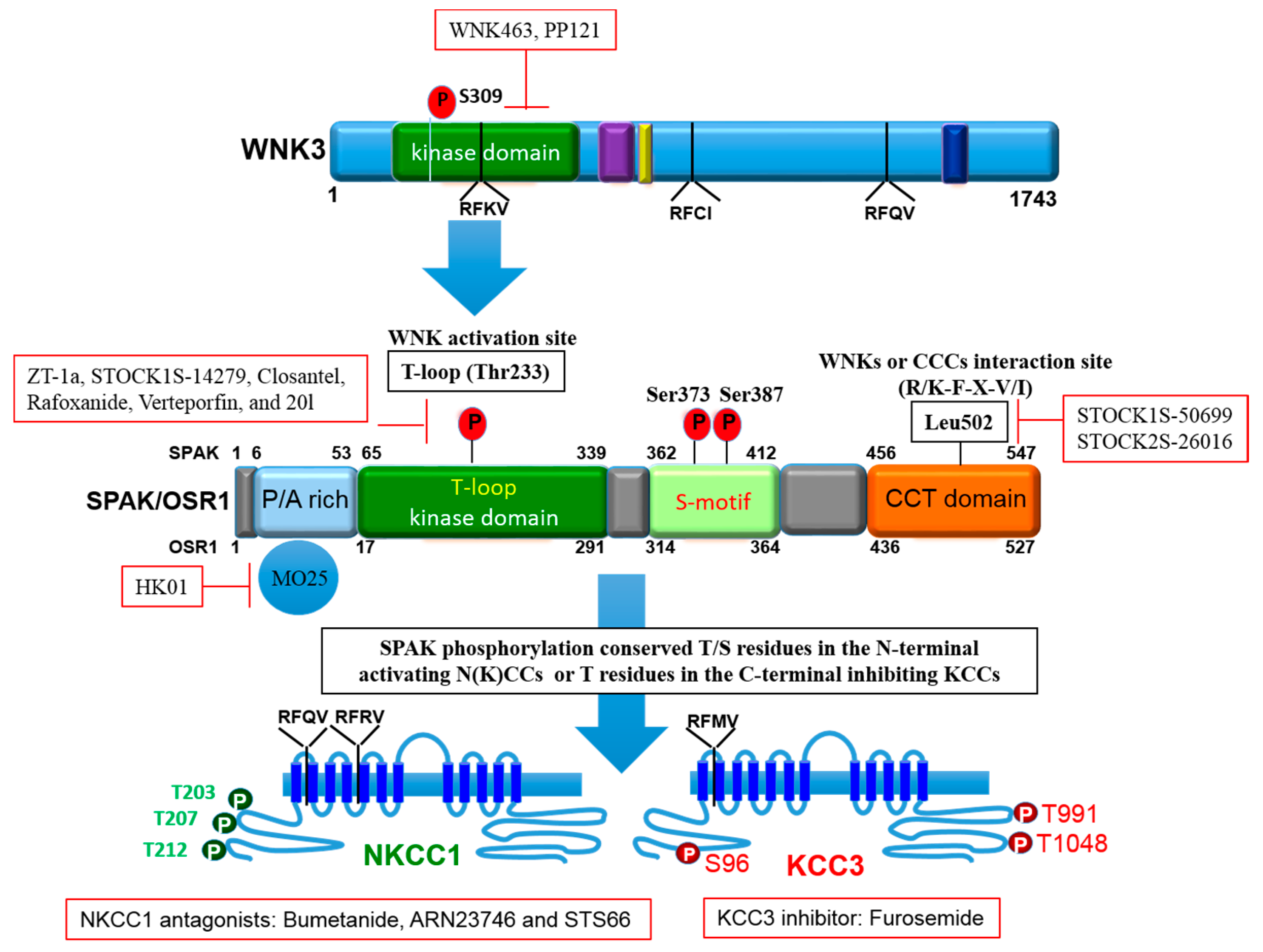 Targeting the WNK-SPAK/OSR1 Pathway and Cation-Chloride