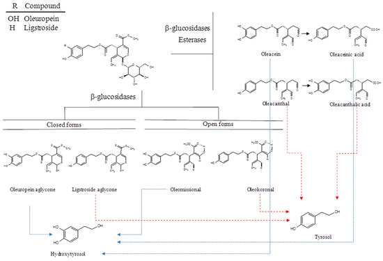 IJMS  Free Full-Text  Potential Uses of Olive Oil Secoiridoids 