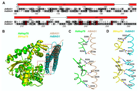 【RILY】 Plant Mitophagy in Comparison to Mammals: What Is Still Missing?