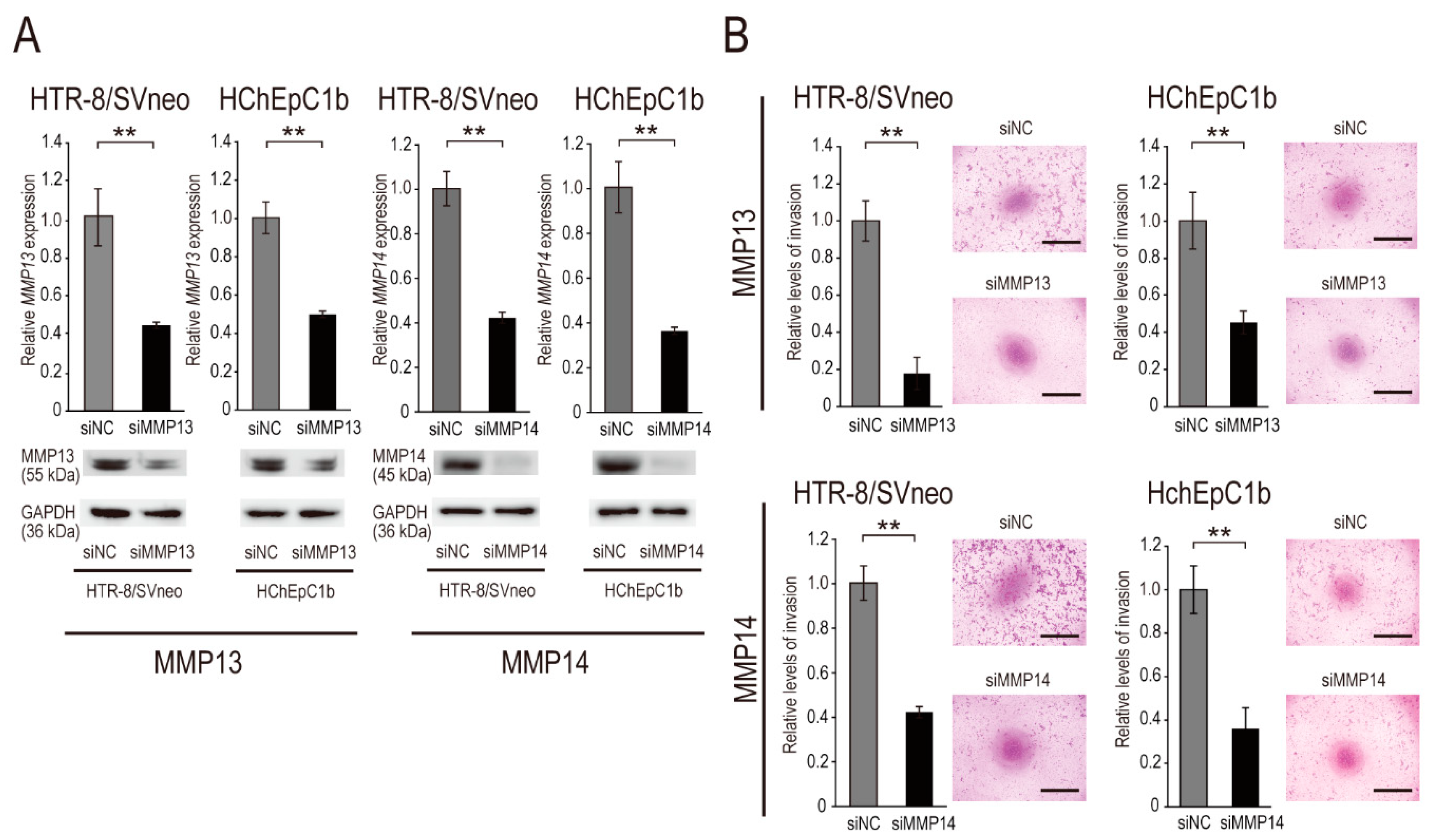 Ijms 22 01237 g004 Ijms 22 01237 g004