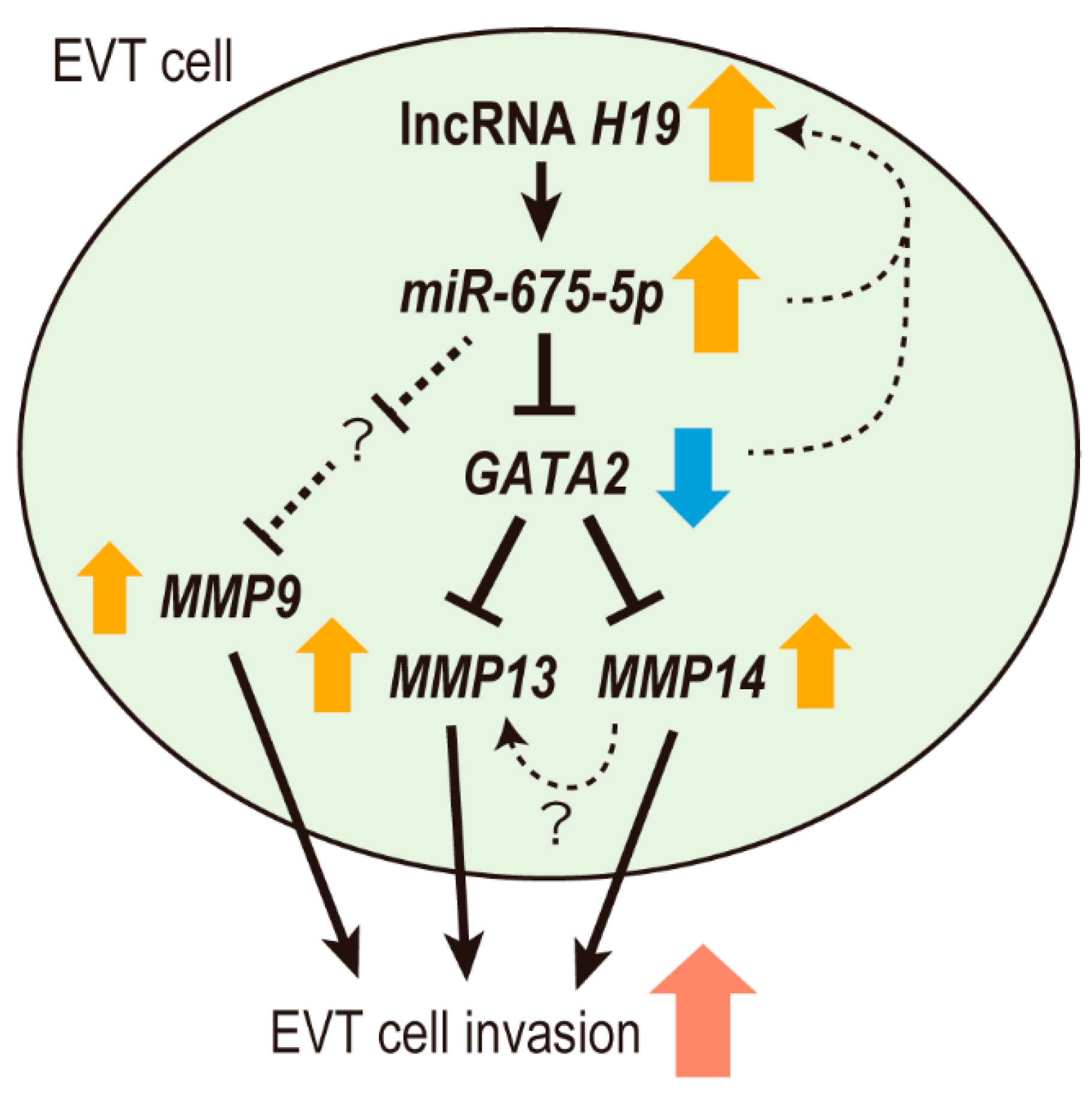 Ijms 22 01237 g005 Ijms 22 01237 g005