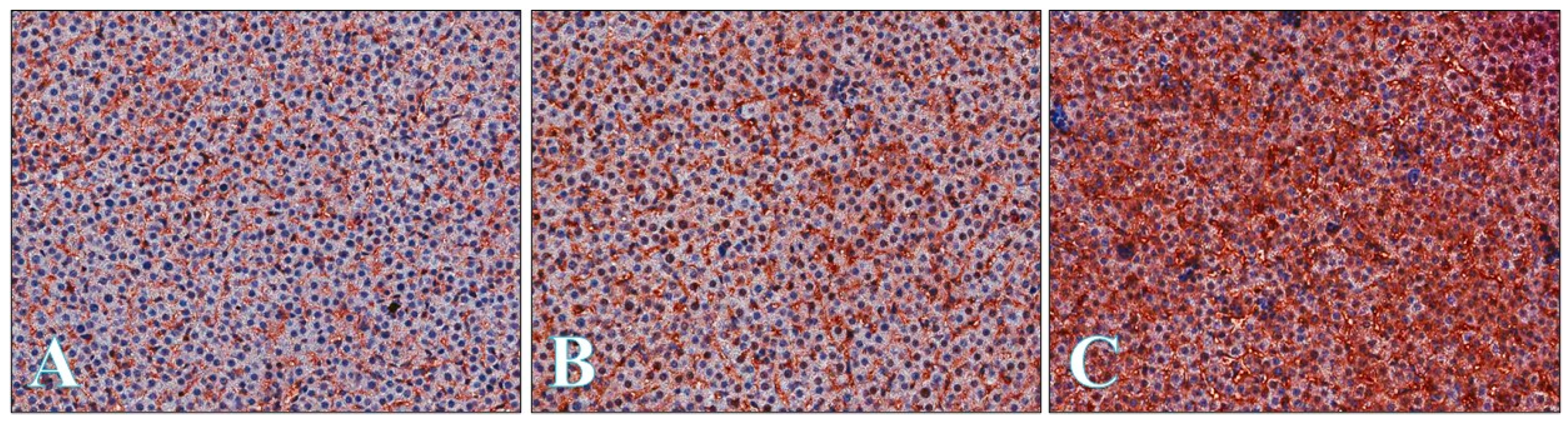 Ijms 22 01242 g005 Ijms 22 01242 g005