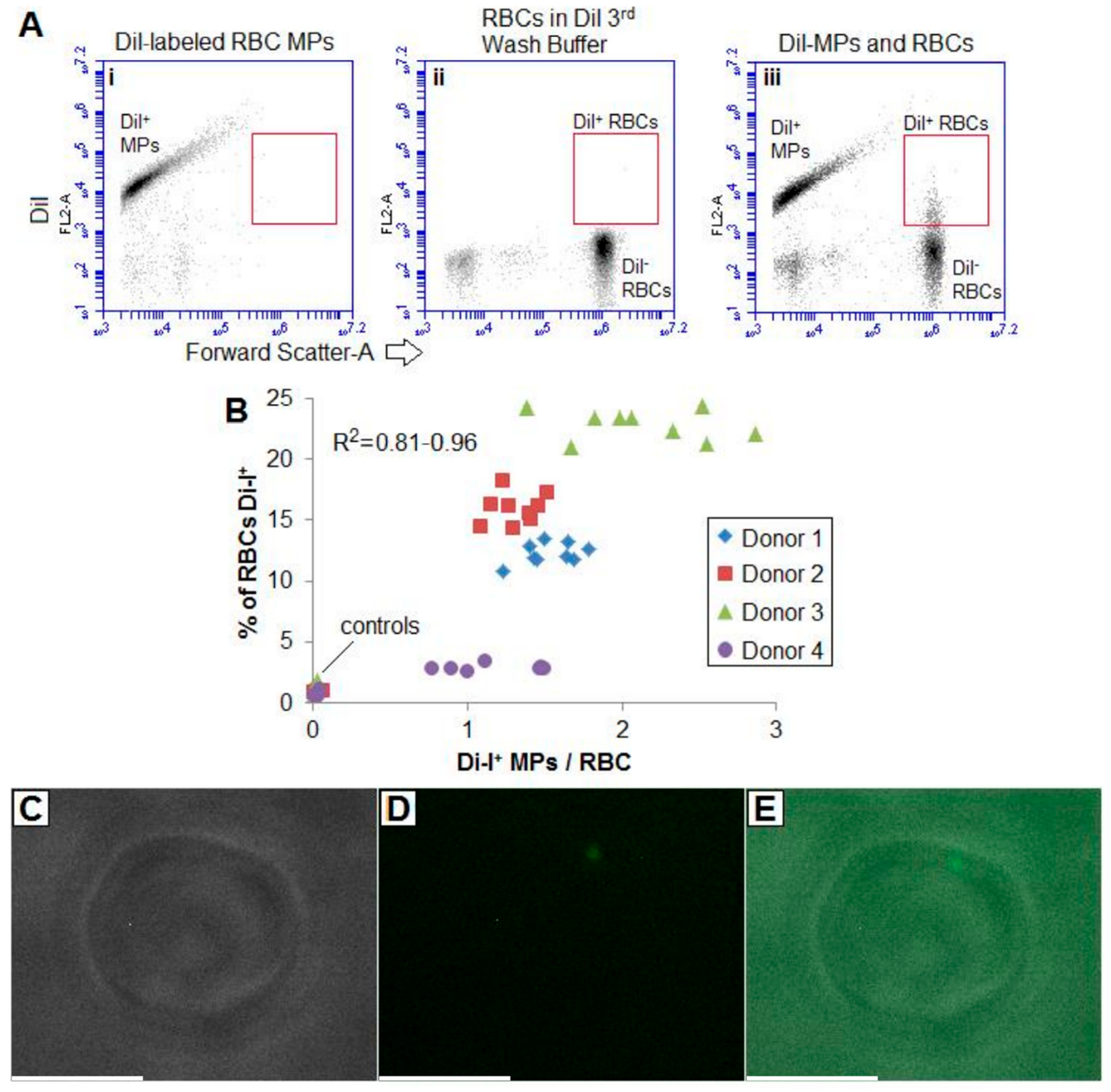 Ijms 22 01243 g006 Ijms 22 01243 g006