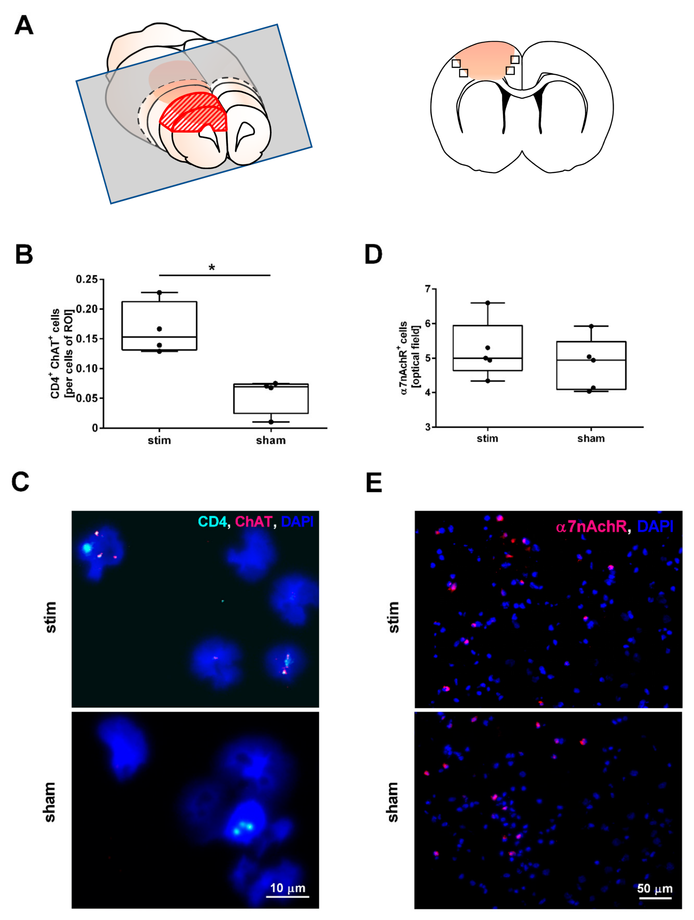 Ijms 22 01254 g002 Ijms 22 01254 g002