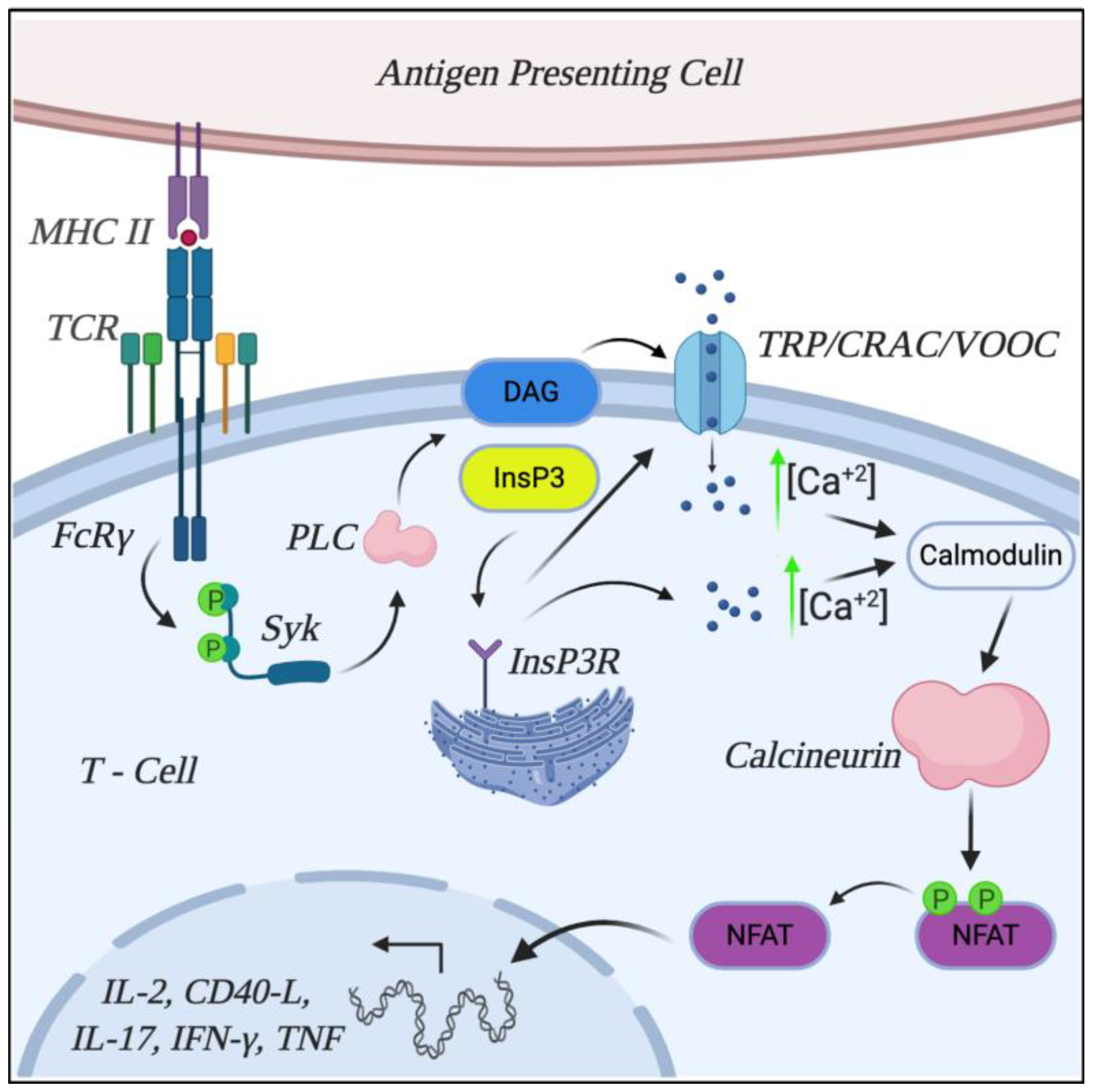 Full article: The Influence Mechanism of Abnormal Immunophilin