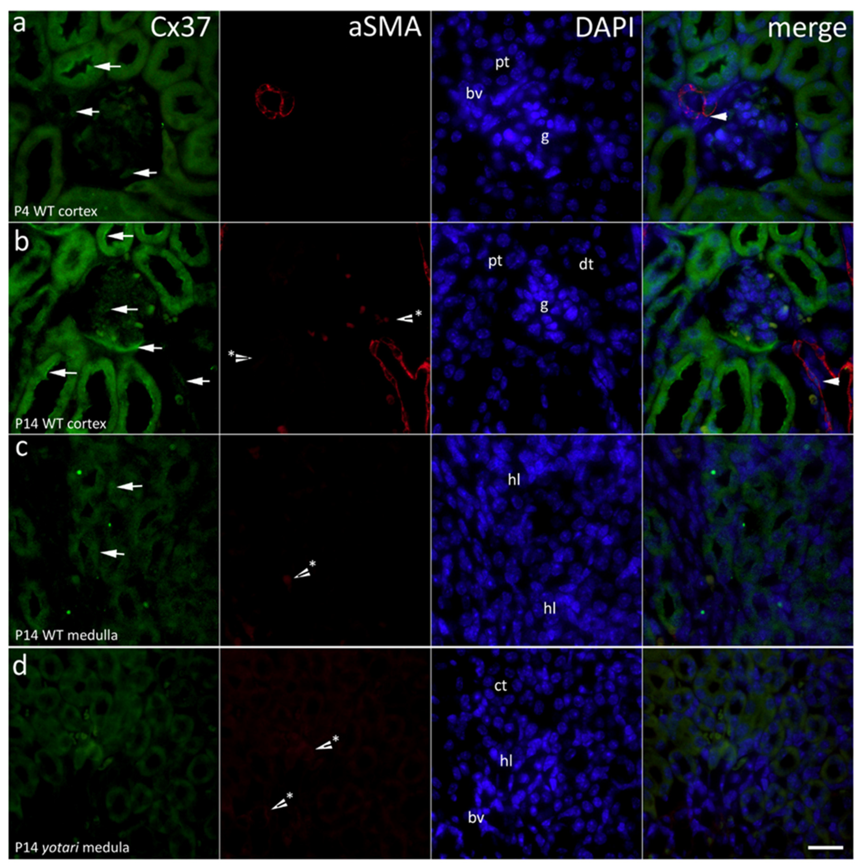 Ijms 22 01284 g001