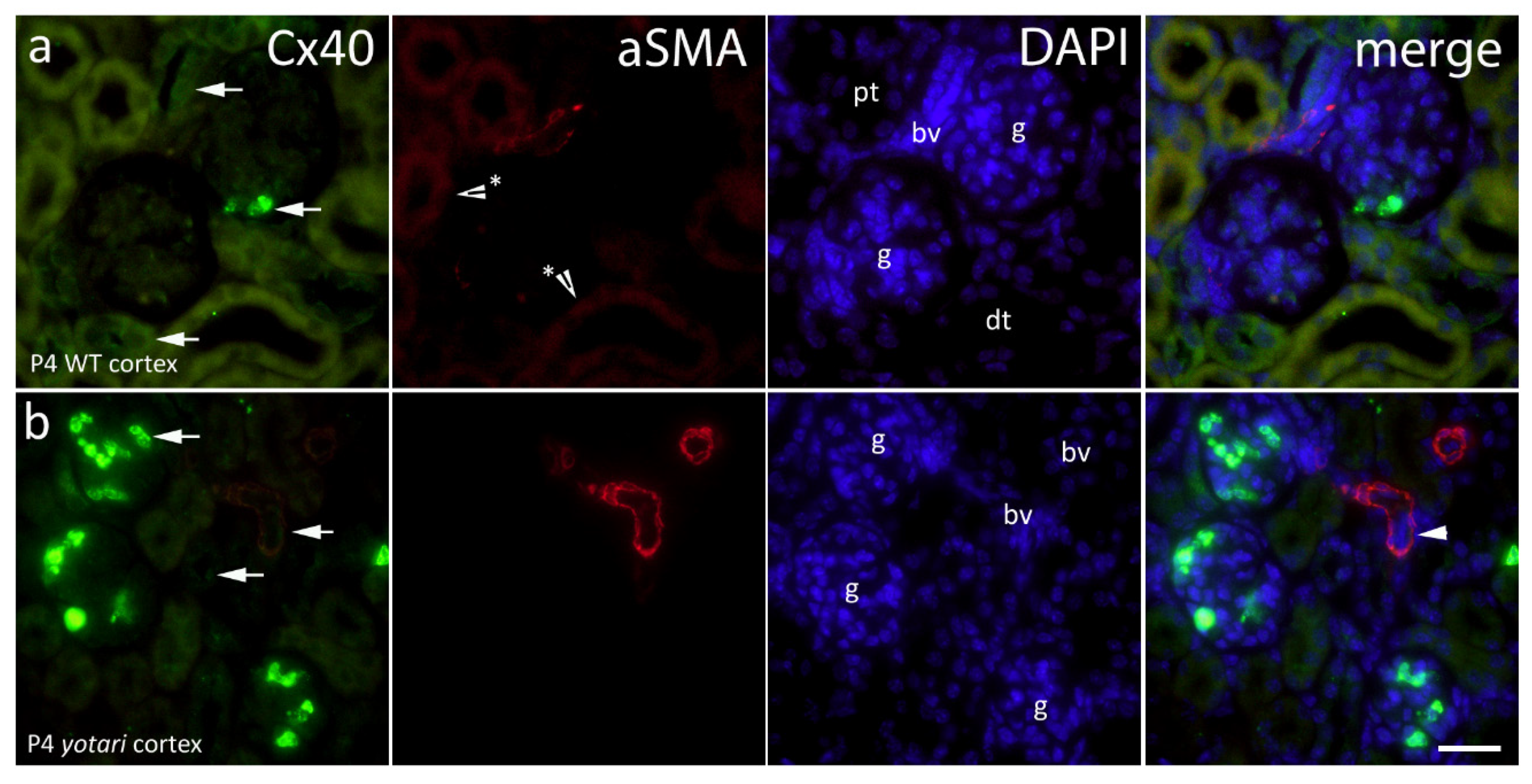 Ijms 22 01284 g003