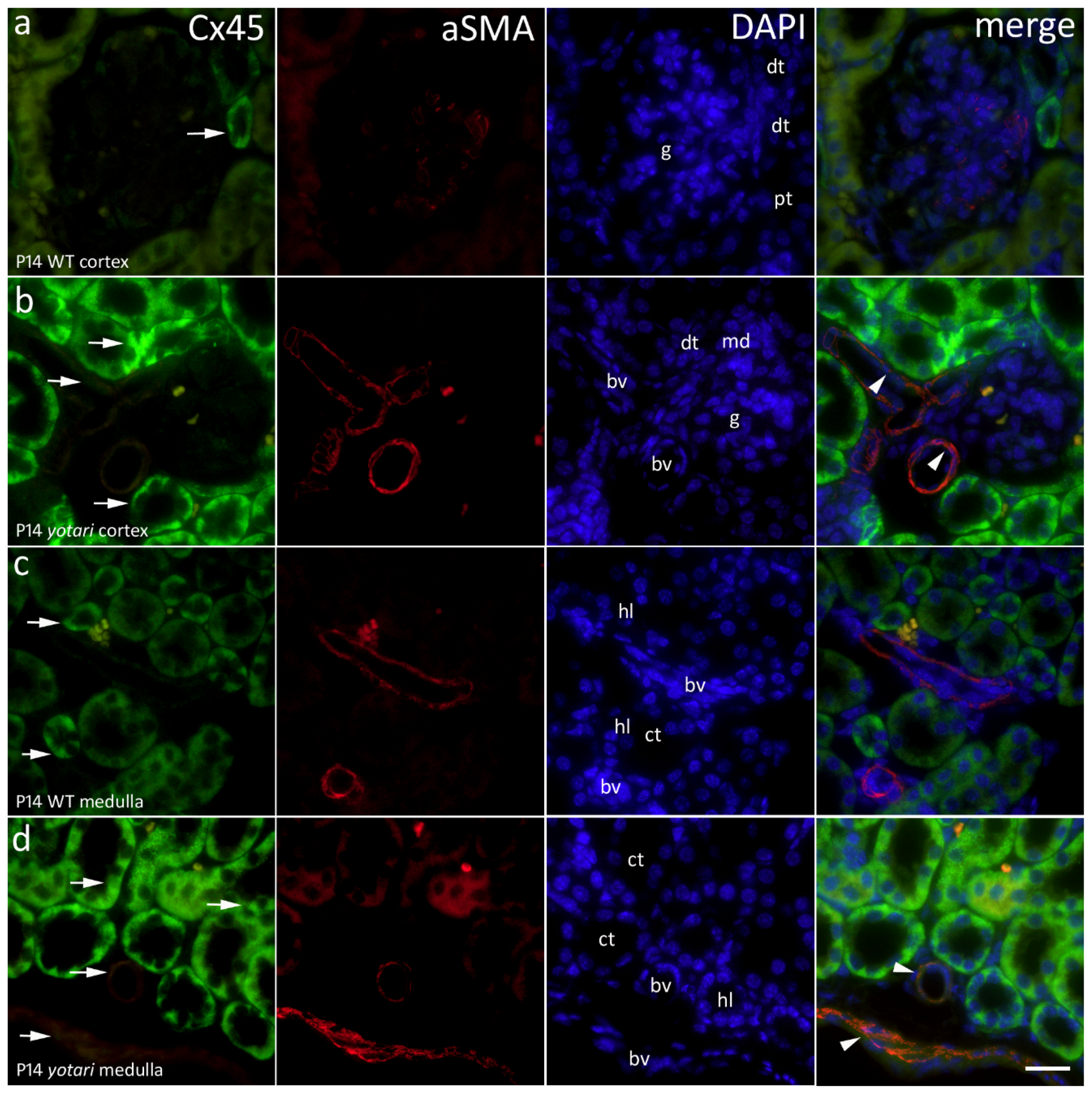 Ijms 22 01284 g005
