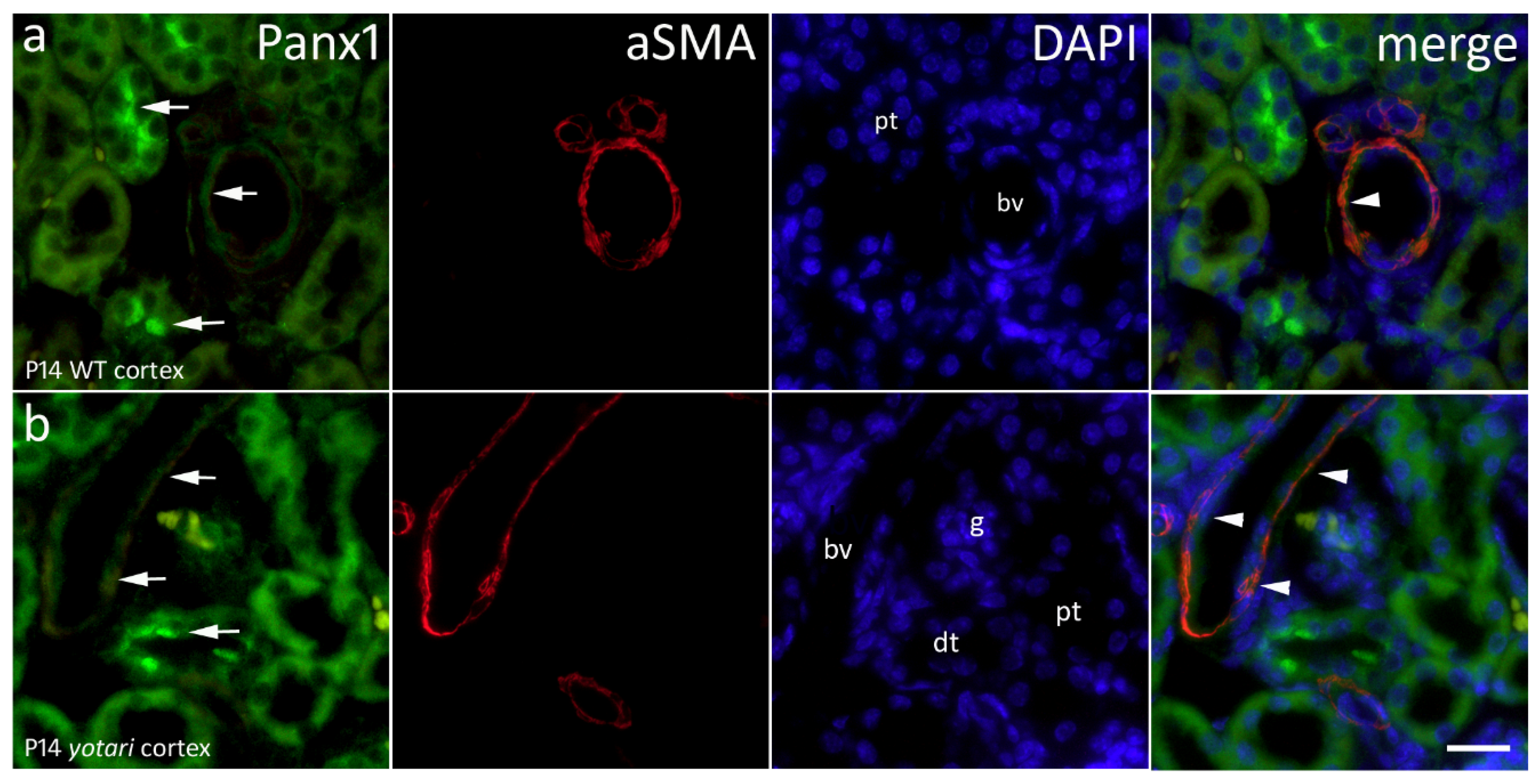 Ijms 22 01284 g006