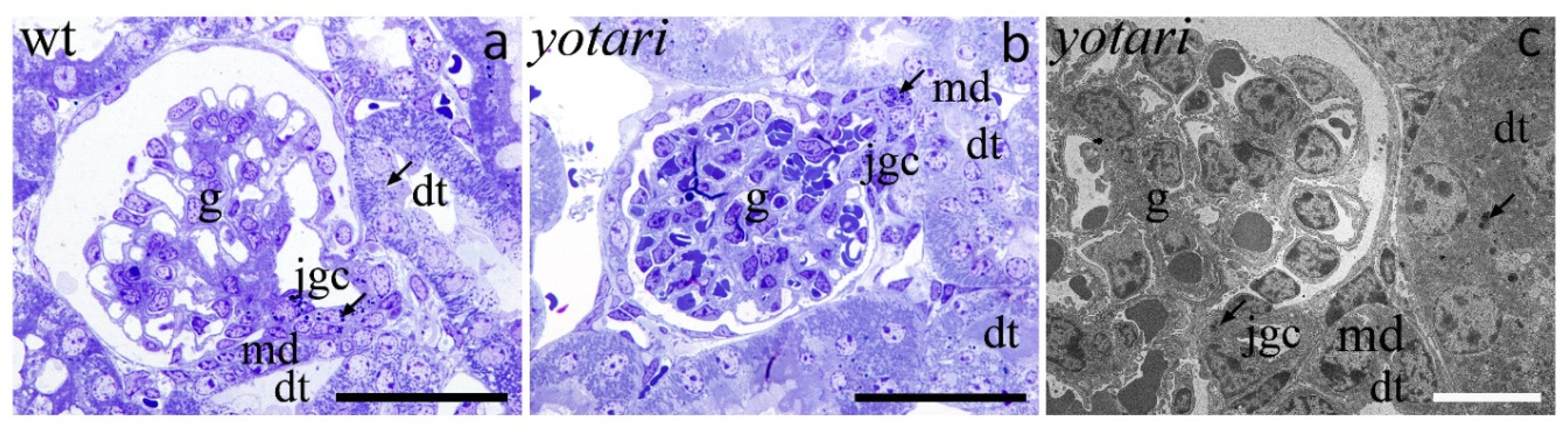 Ijms 22 01284 g008