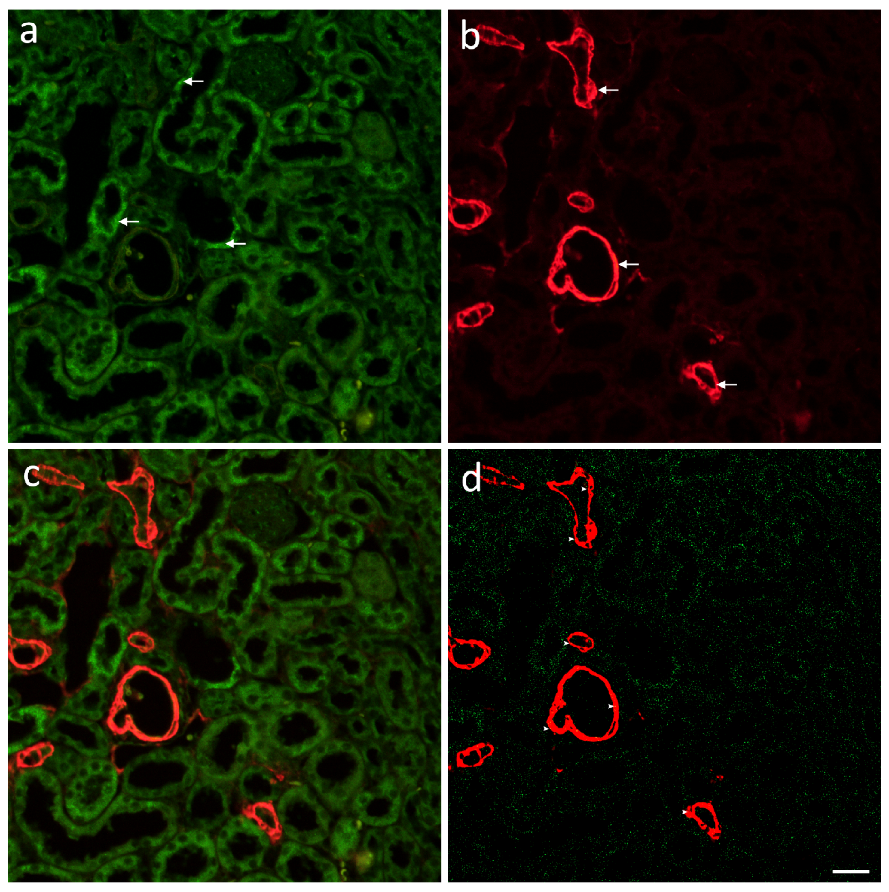 Ijms 22 01284 g010