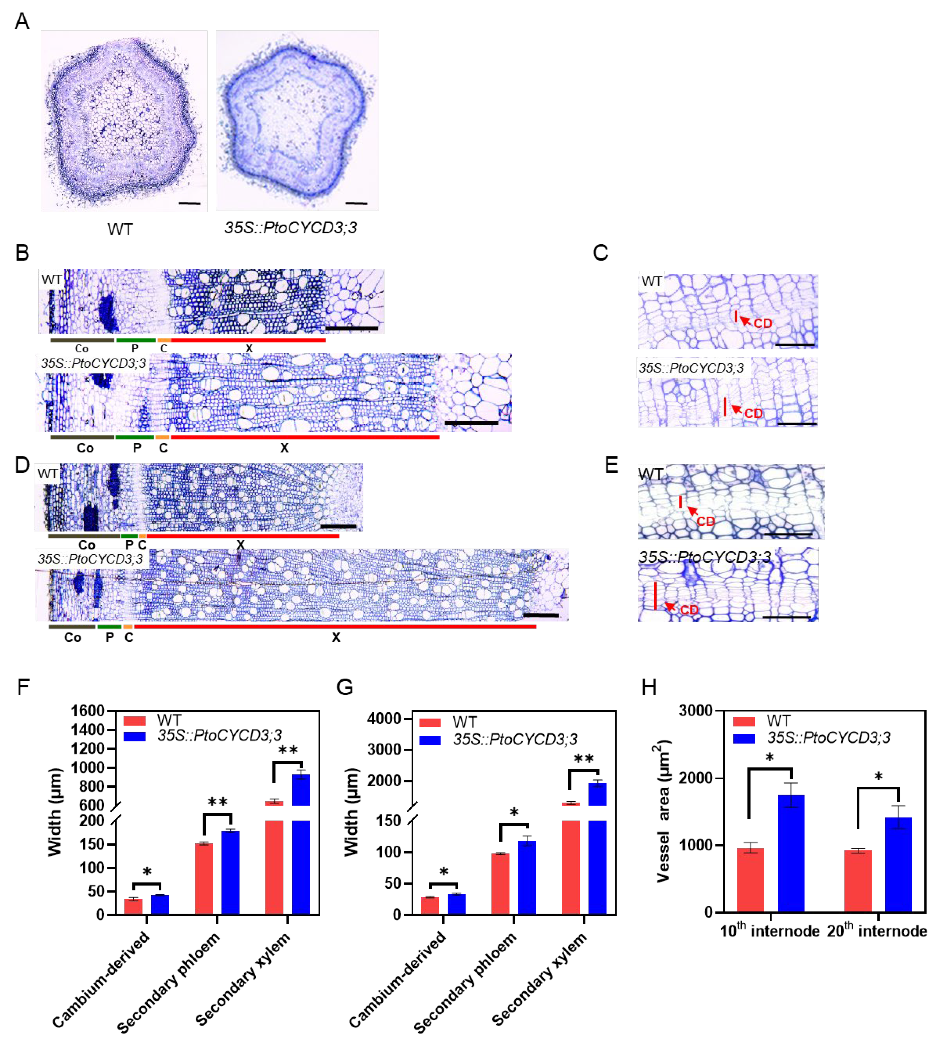 Ijms 22 01288 g005 Ijms 22 01288 g005