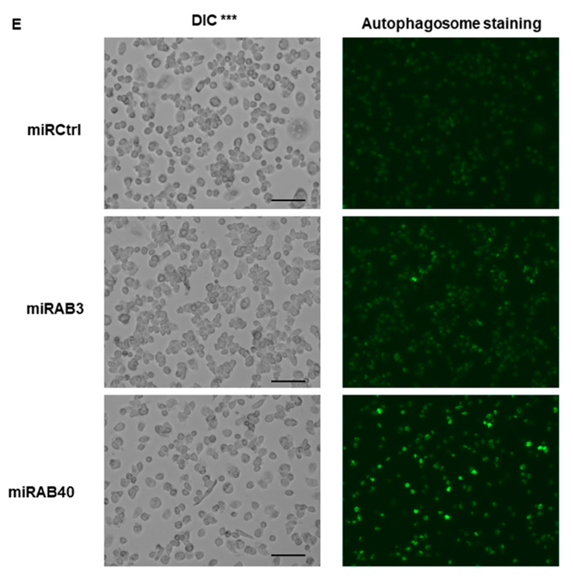 Ijms 22 01290 g004b Ijms 22 01290 g004b