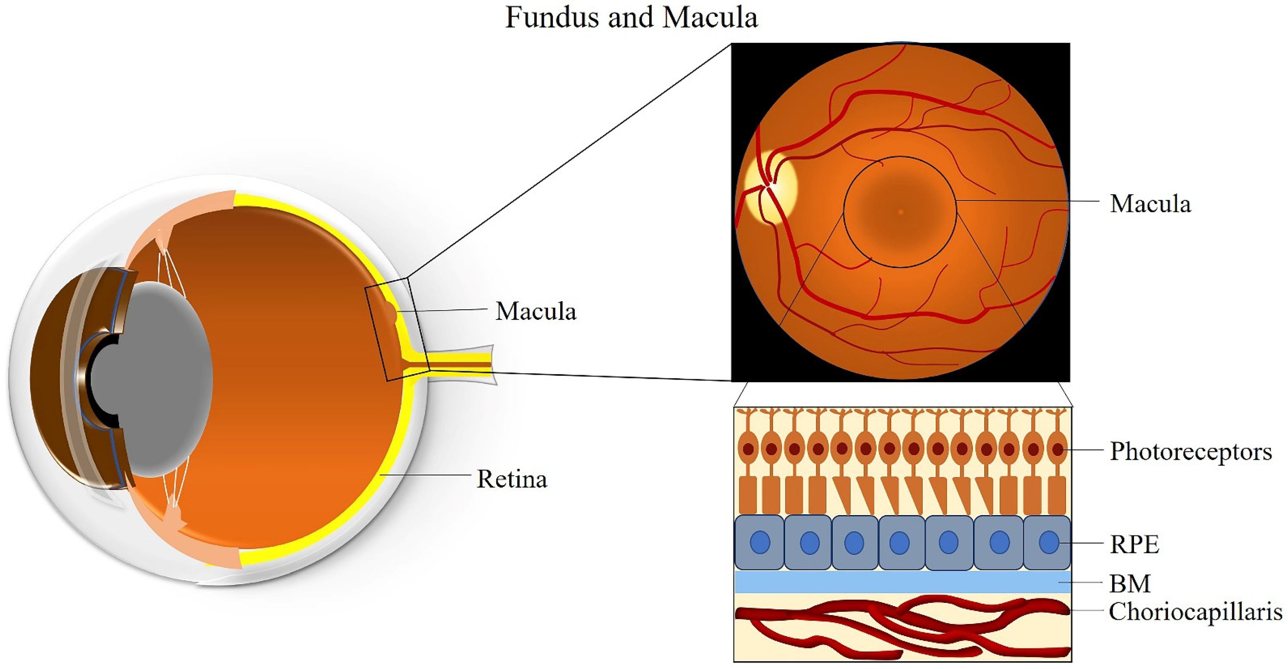 Macula