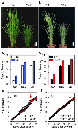 IJMS | Free Full-Text | The Rice CHD3/Mi-2 Chromatin Remodeling 
