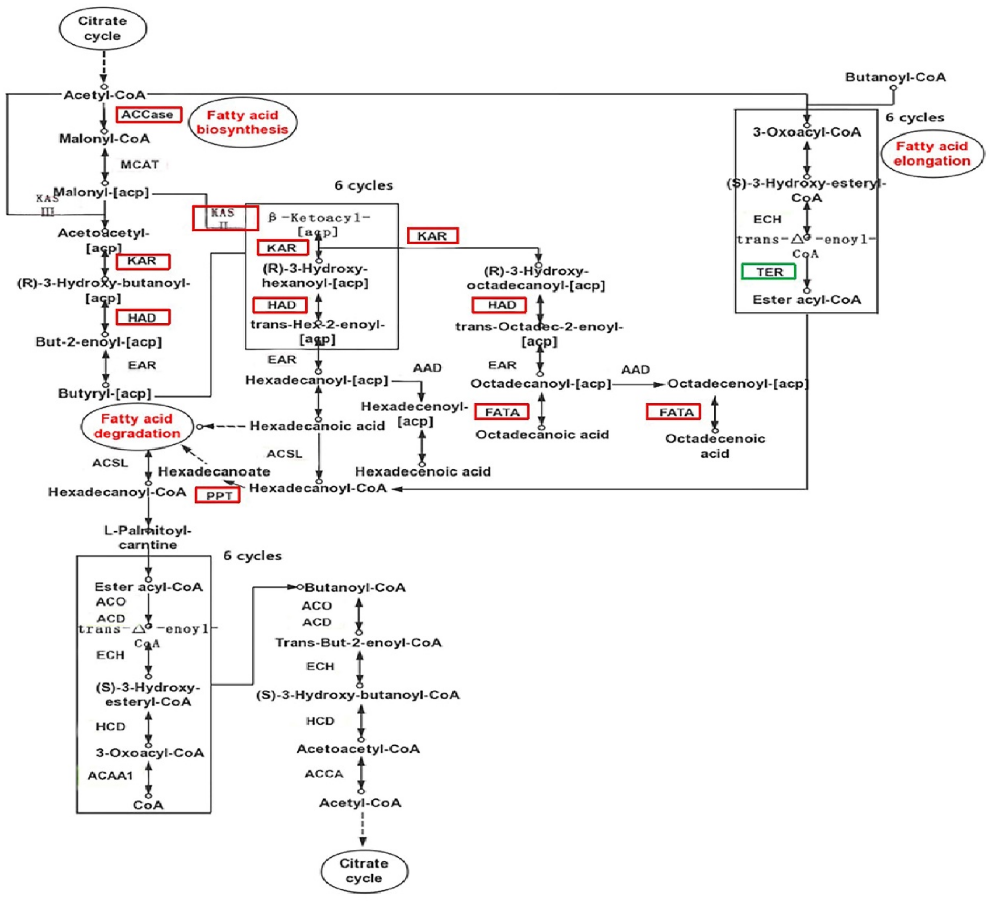 Ijms 22 01304 g009 Ijms 22 01304 g009