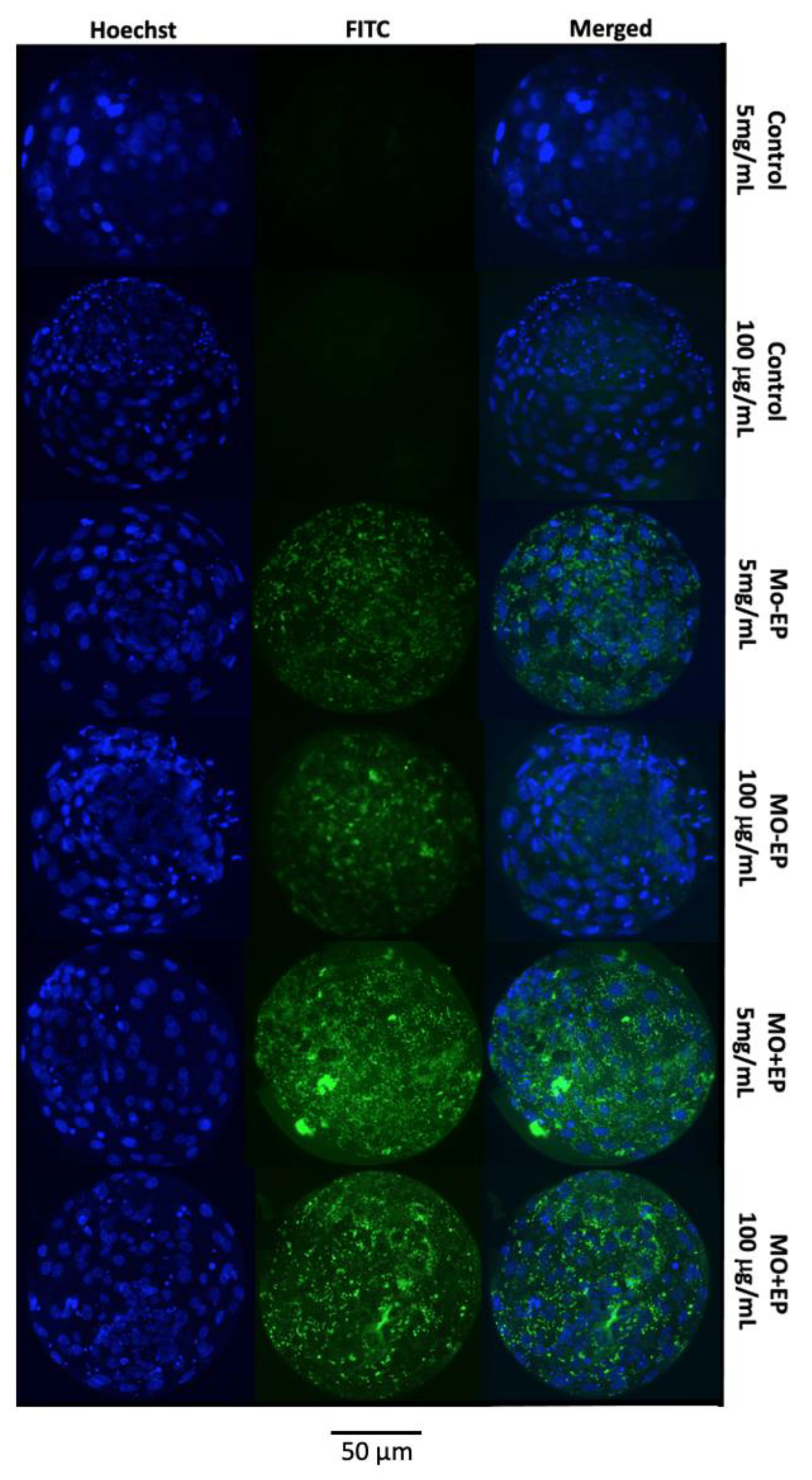 Ijms 22 01311 g002 Ijms 22 01311 g002