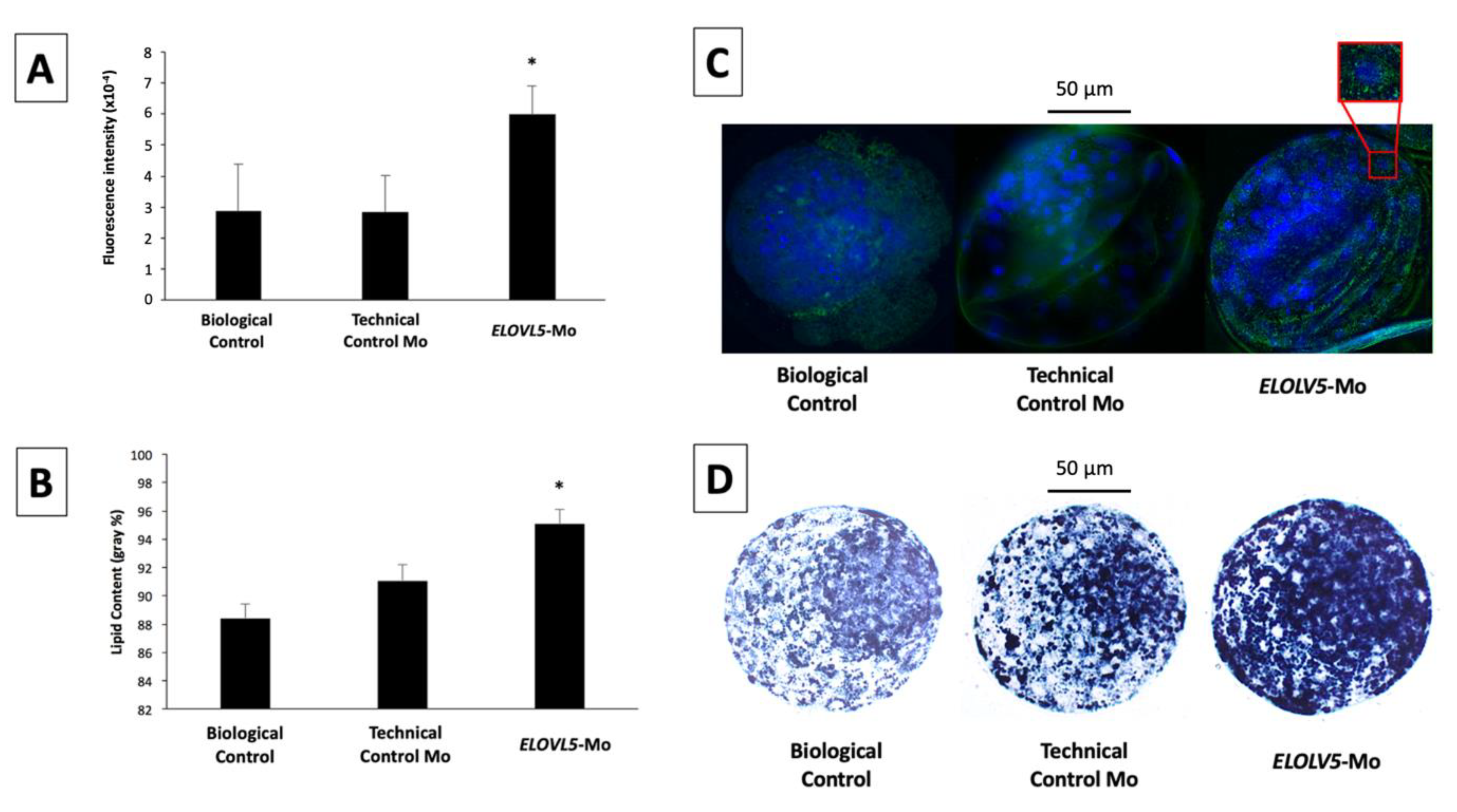 Ijms 22 01311 g003 Ijms 22 01311 g003