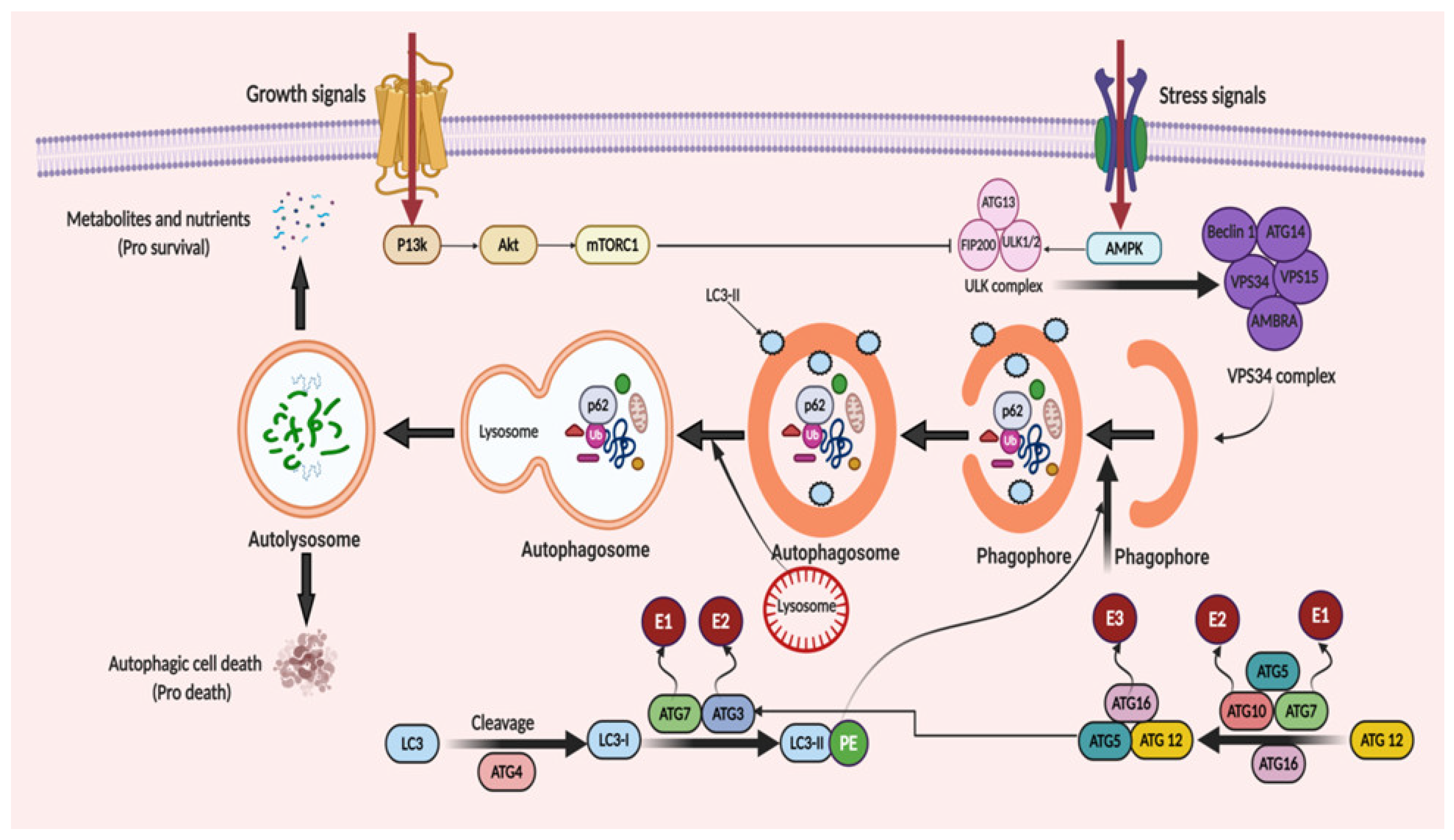 Ijms 22 01318 g002 Ijms 22 01318 g002