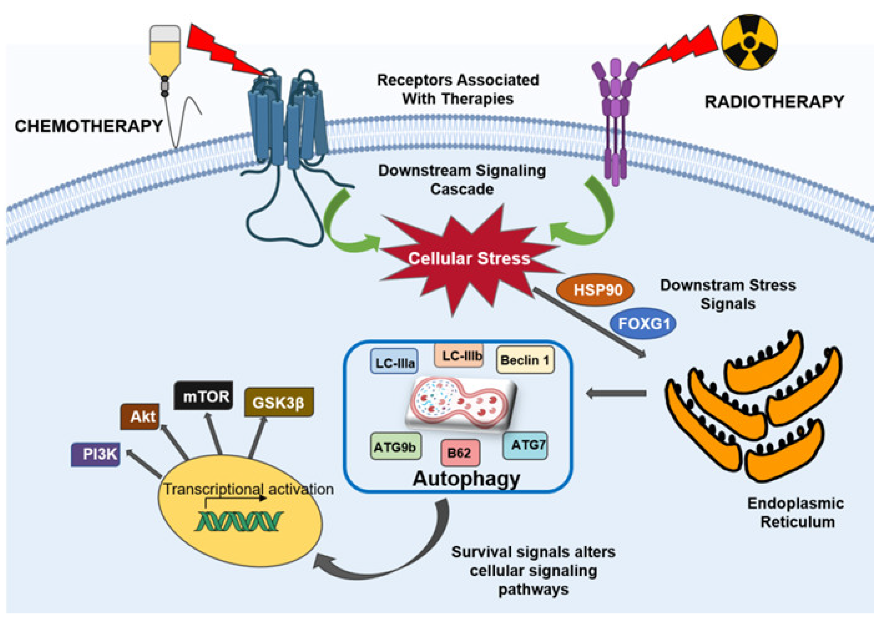 Ijms 22 01318 g003 Ijms 22 01318 g003
