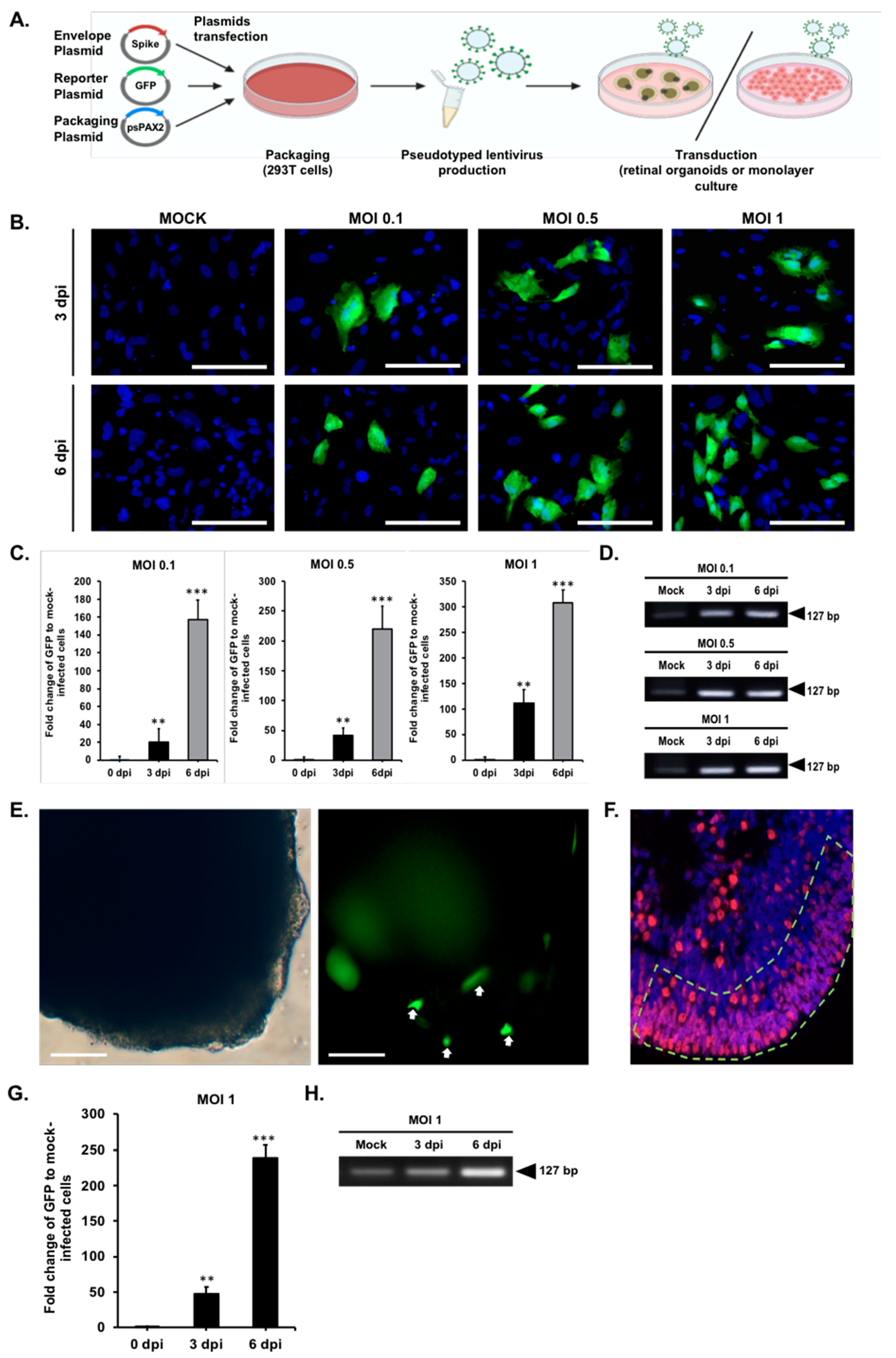 Ijms 22 01320 g003 Ijms 22 01320 g003