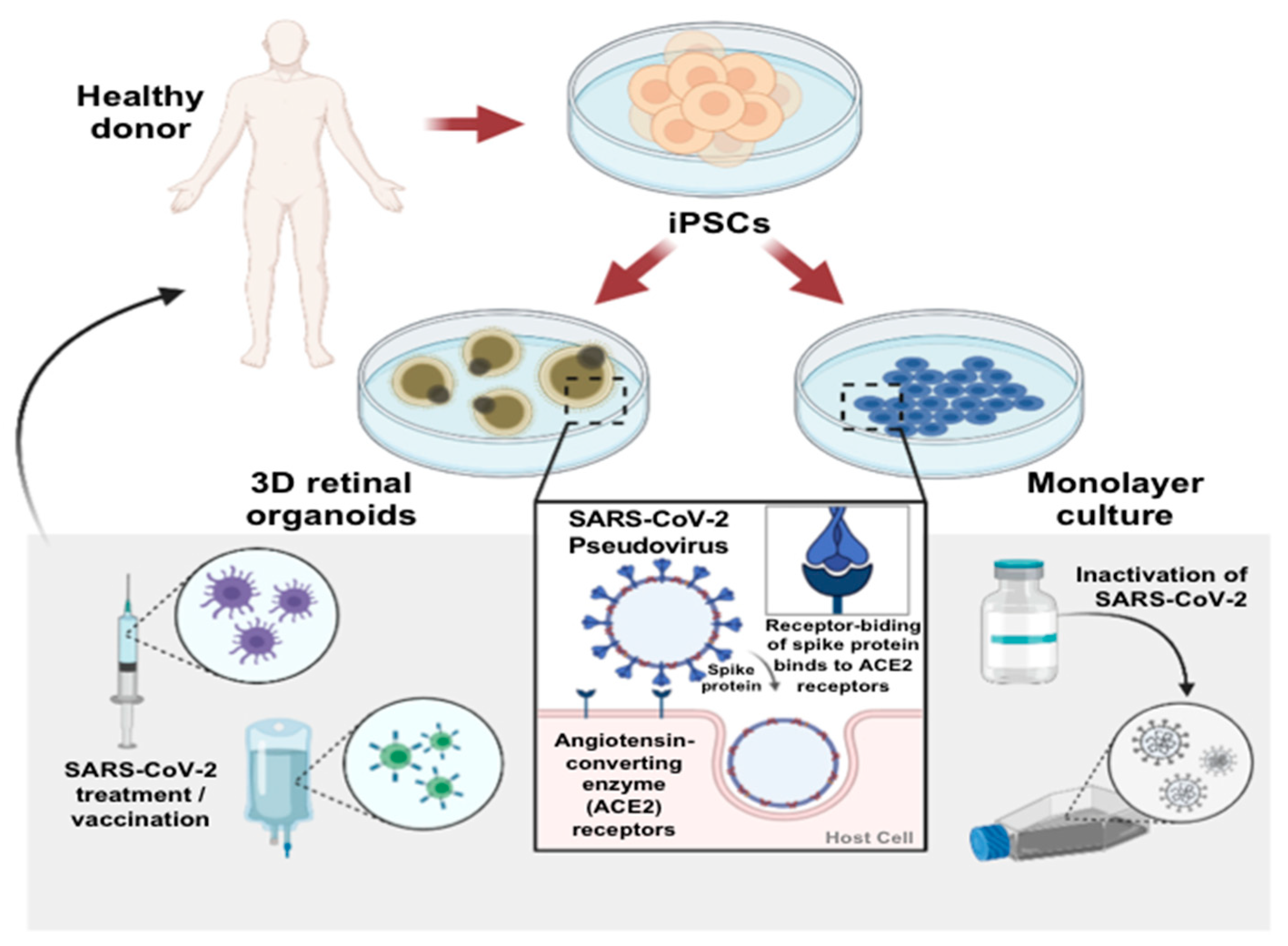 Ijms 22 01320 g005 Ijms 22 01320 g005