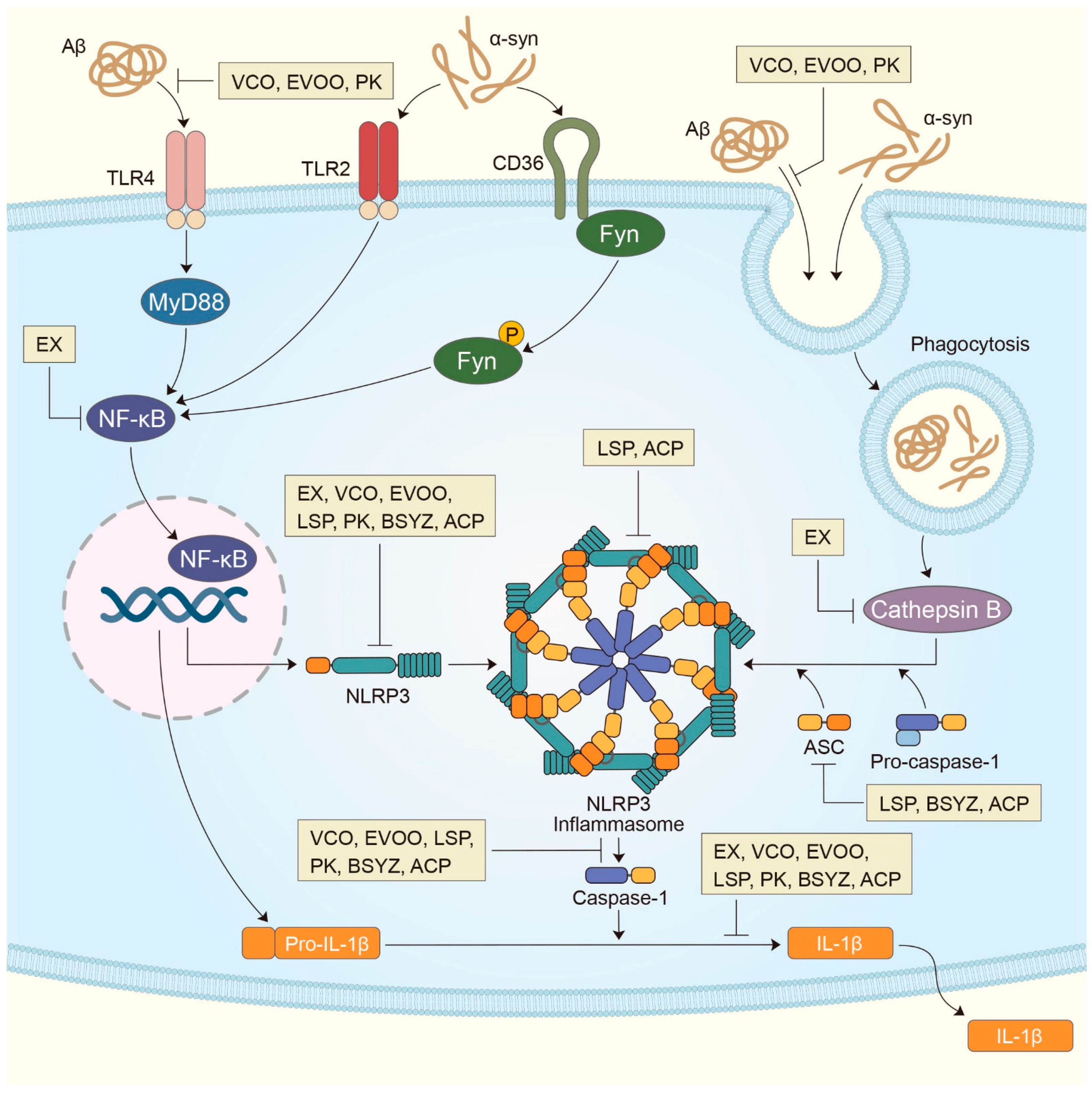 Ijms 22 01324 g001 Ijms 22 01324 g001