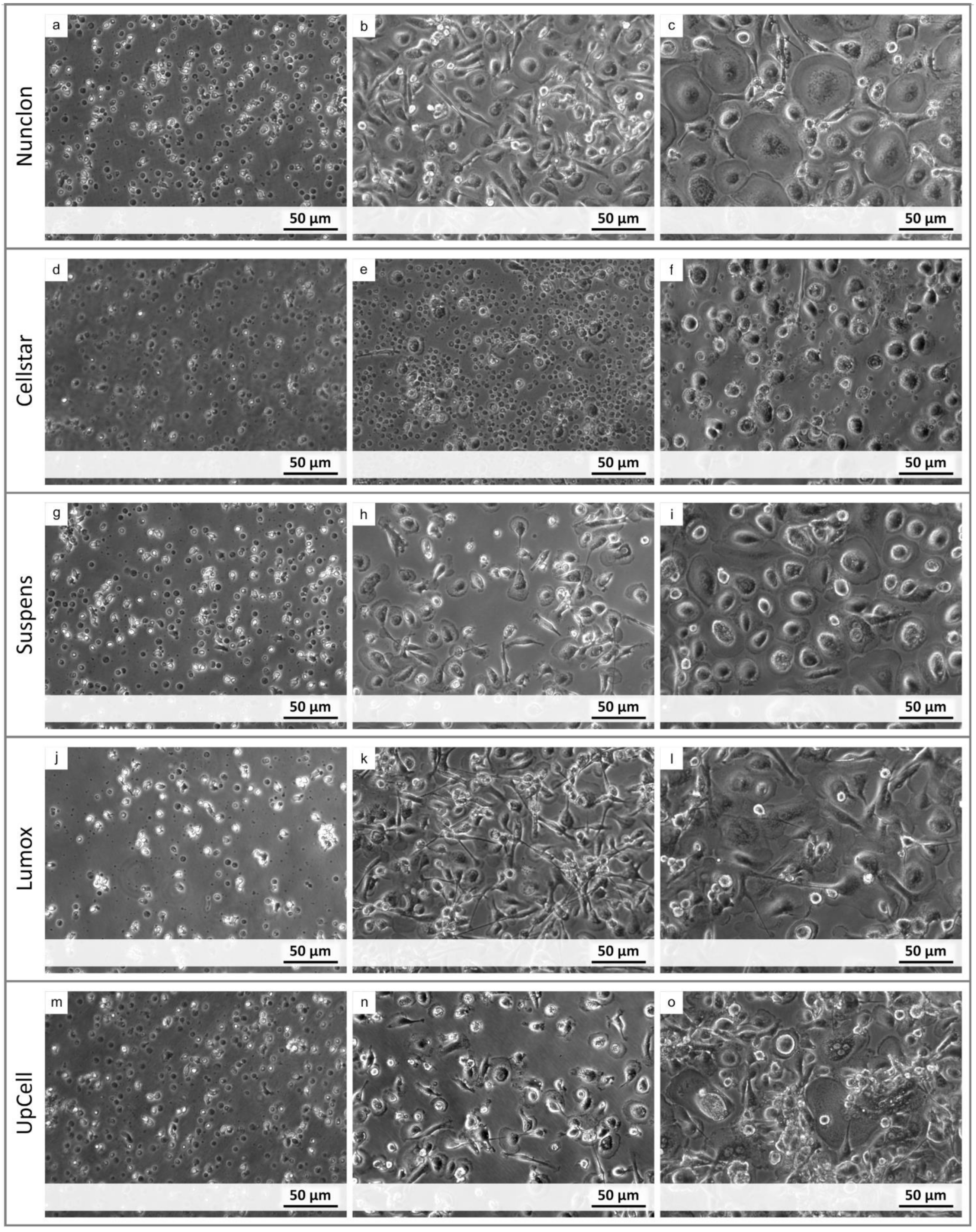 Ijms 22 01329 g001
