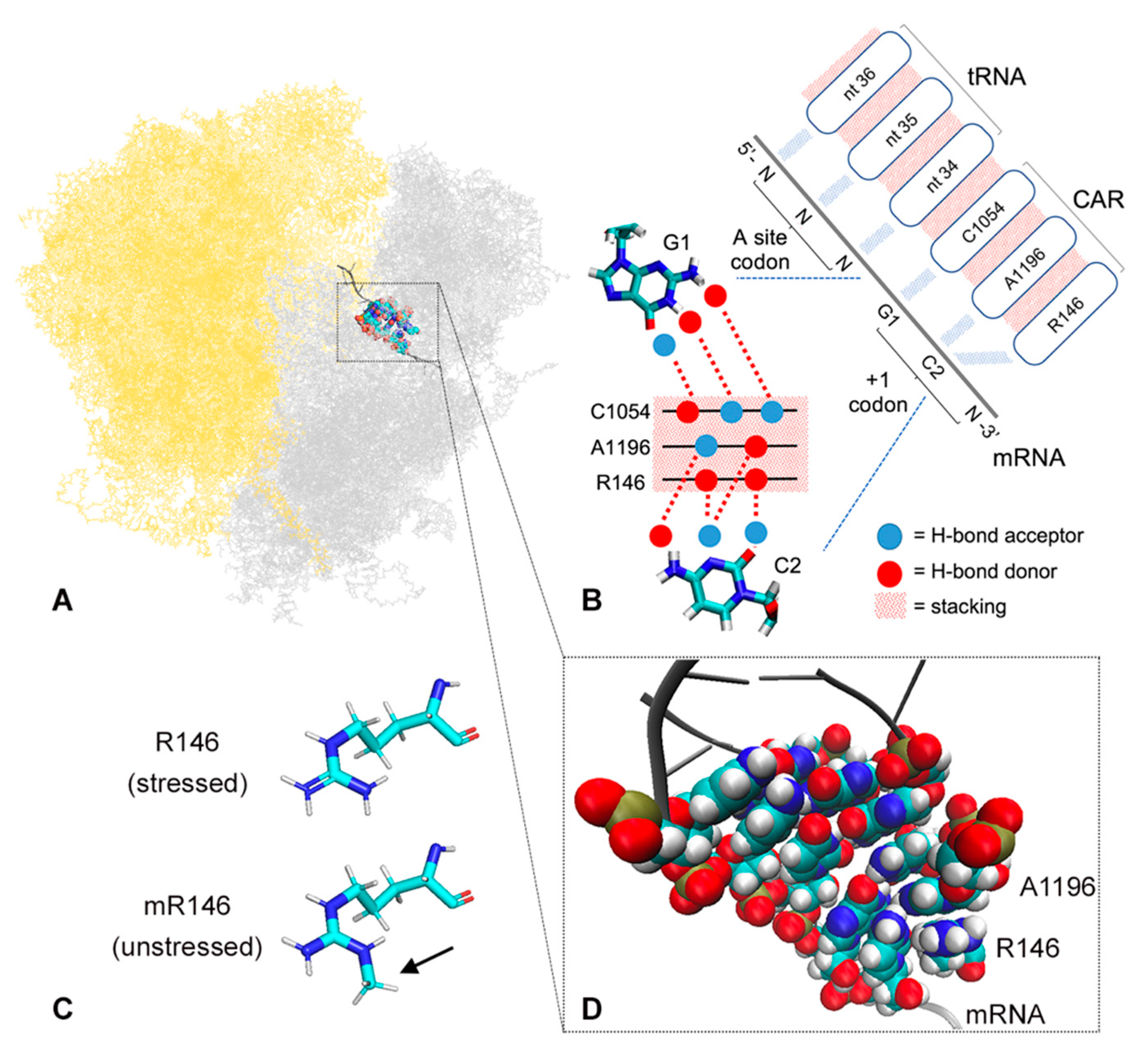 Ijms Free Full Text Arginine Methylation Regulates Ribosome Car Function Html