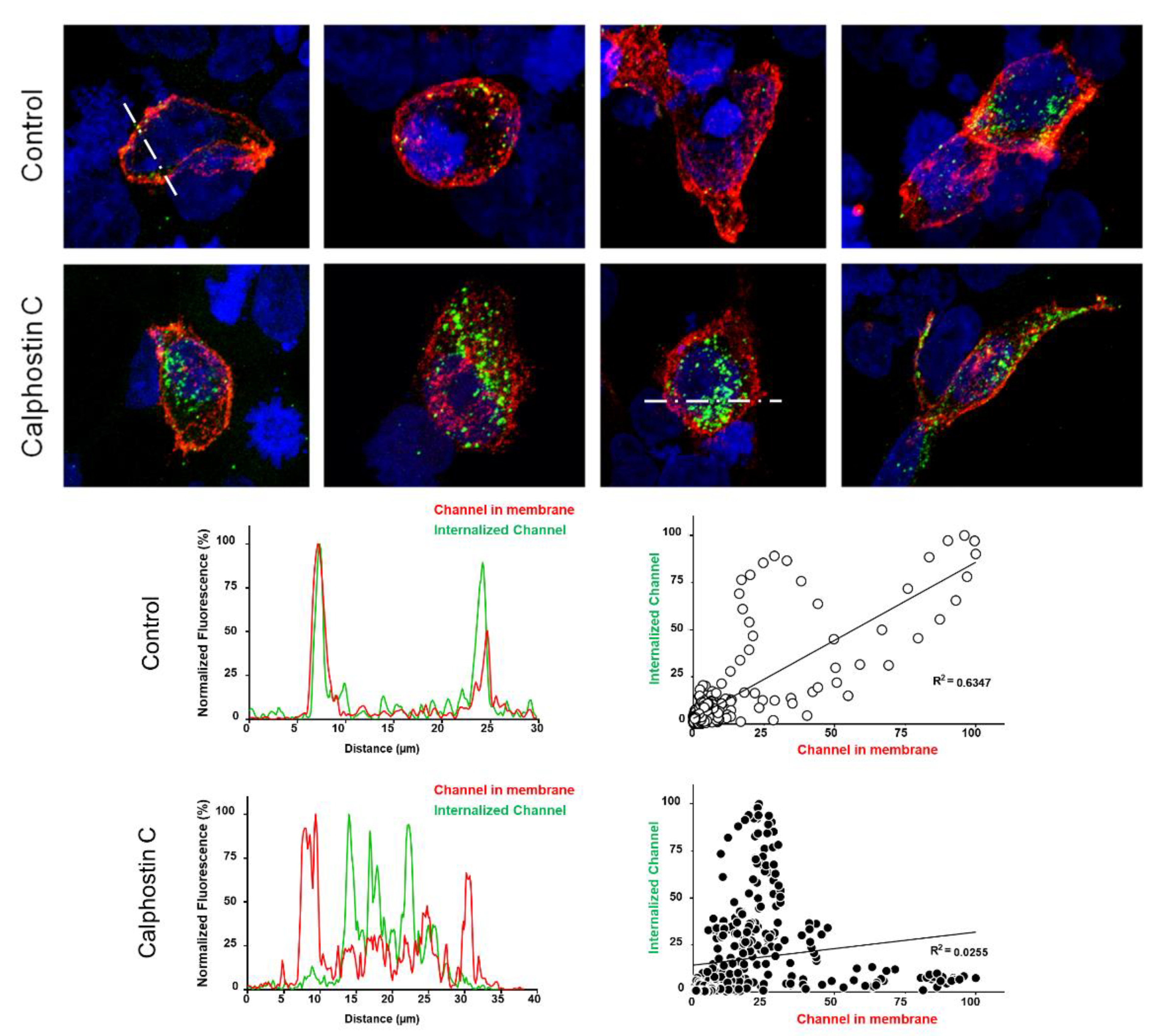 Ijms 22 01336 g004 Ijms 22 01336 g004