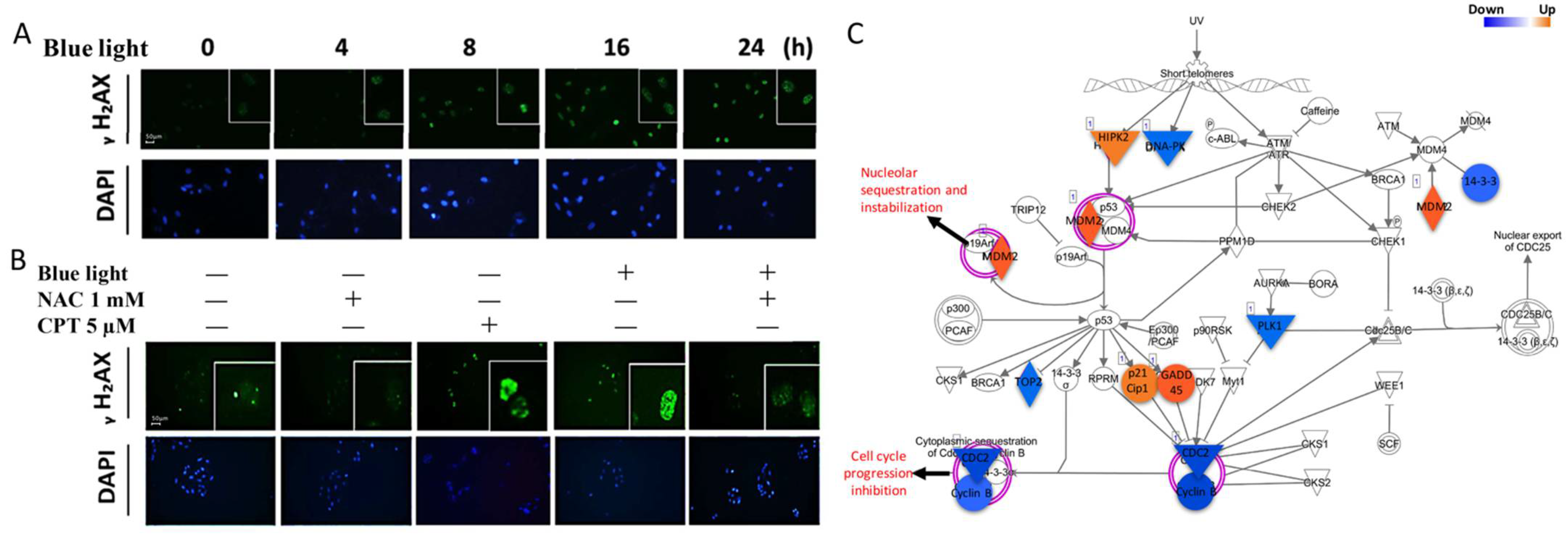 Ijms 22 01338 g003 Ijms 22 01338 g003