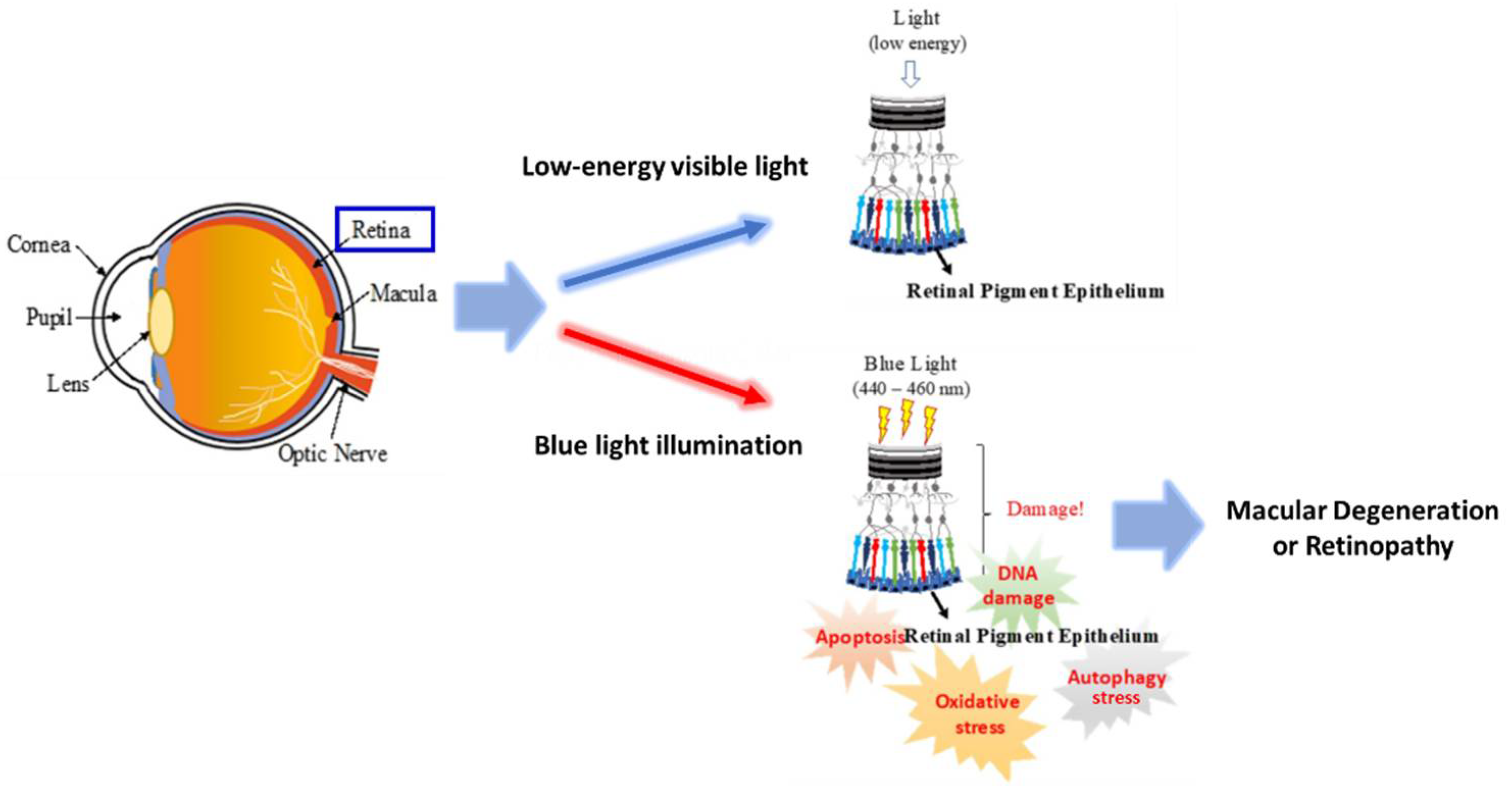 Ijms 22 01338 g007 Ijms 22 01338 g007