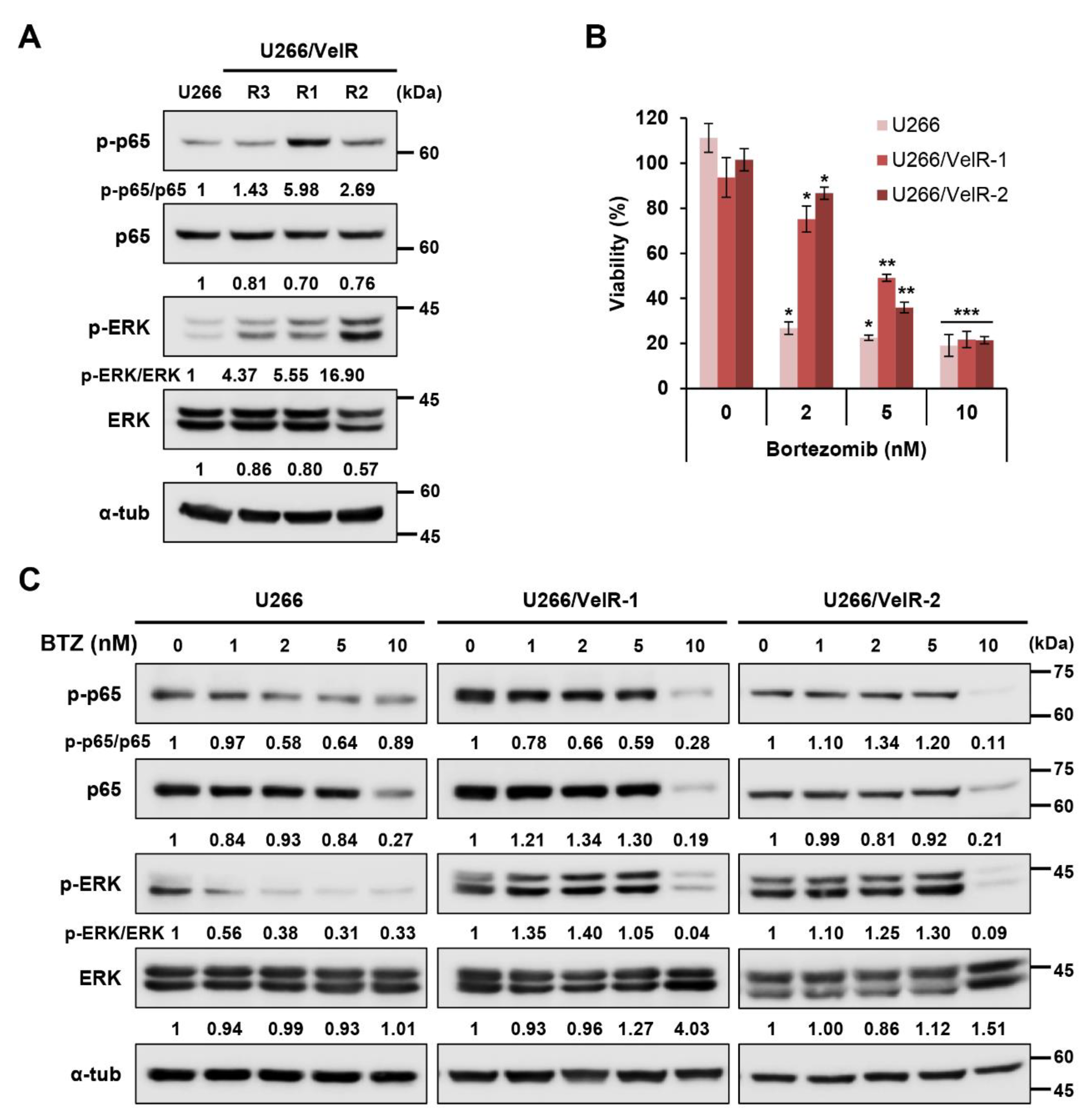 Ijms 22 01341 g001 Ijms 22 01341 g001