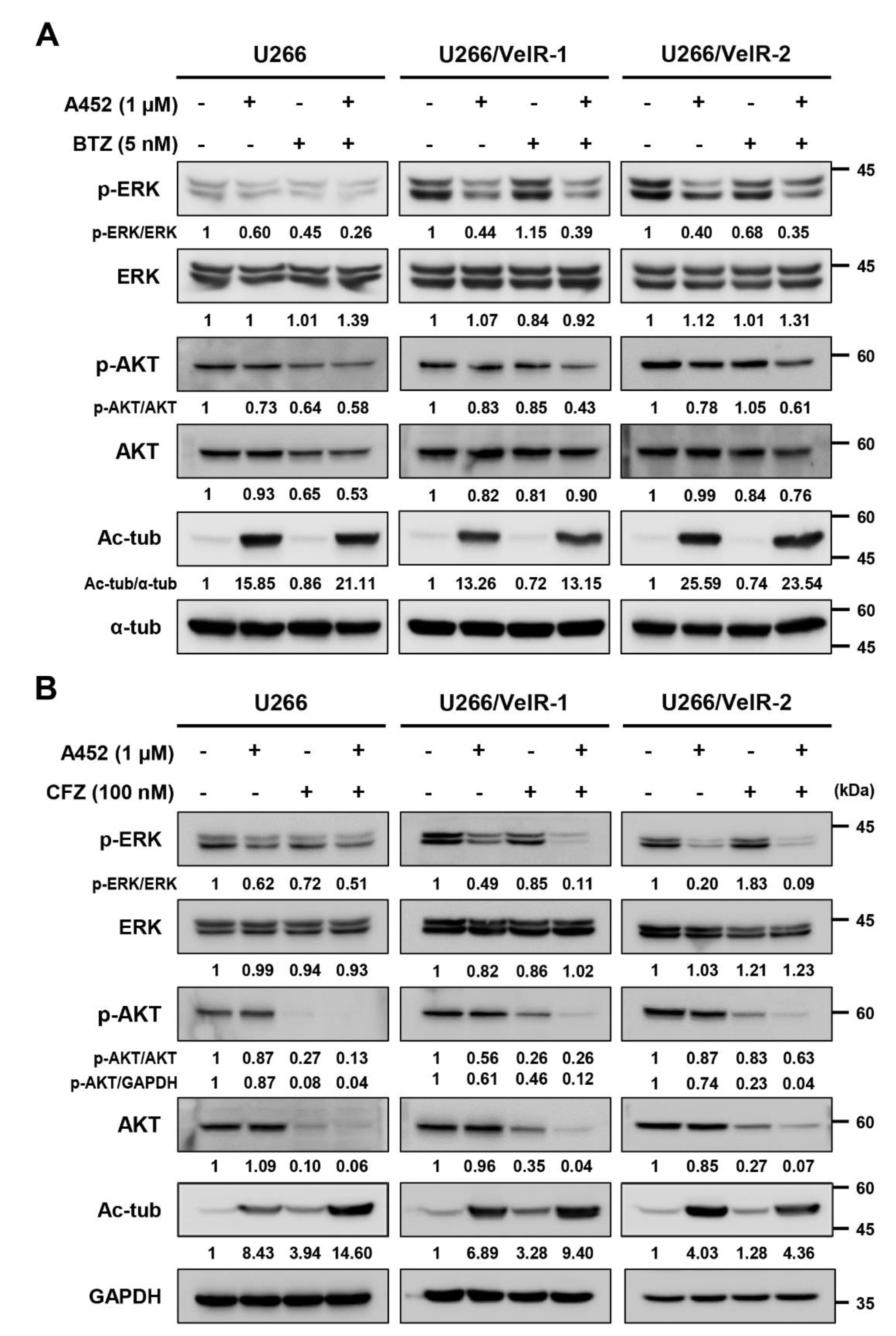 Ijms 22 01341 g006 Ijms 22 01341 g006