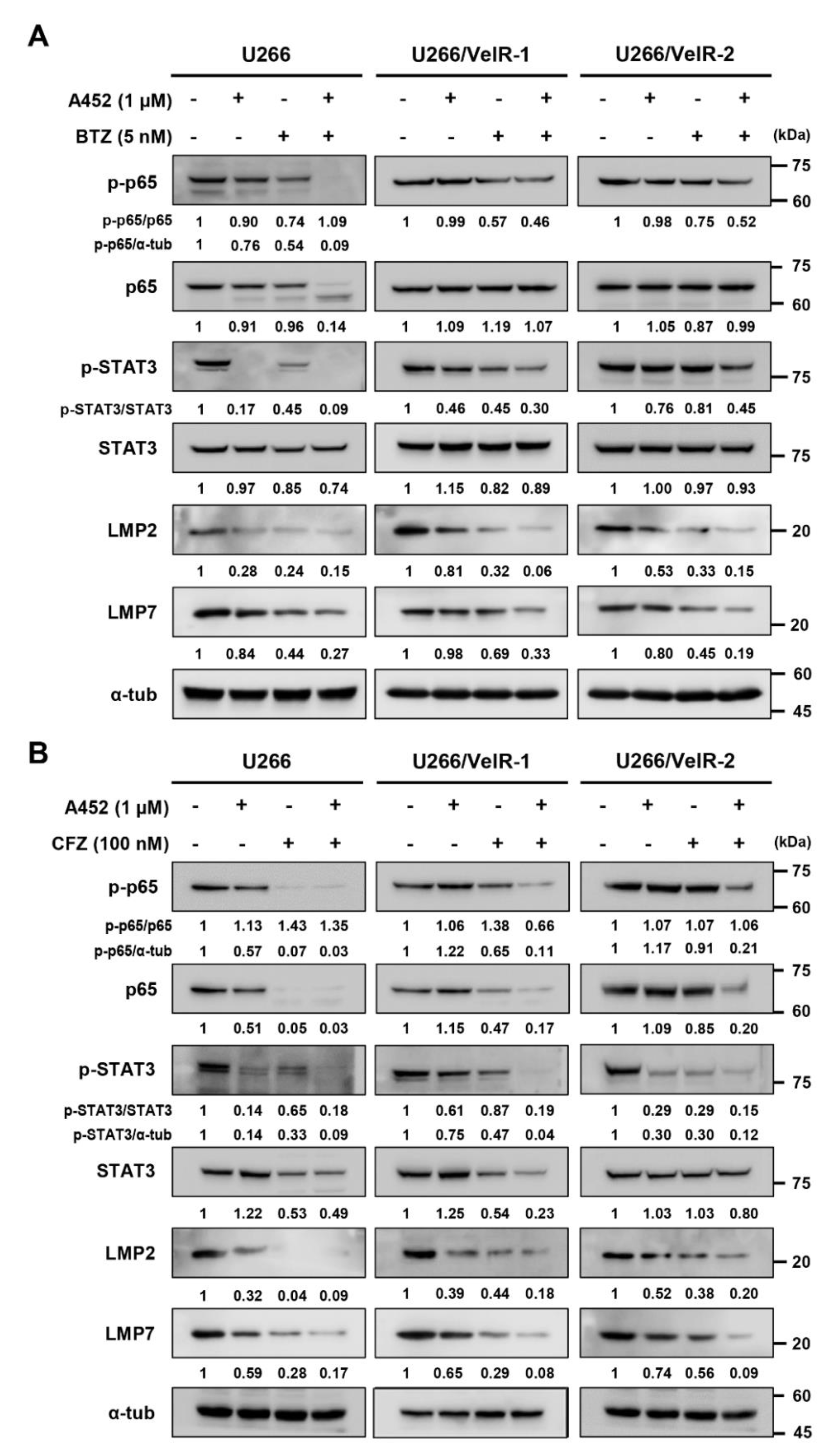 Ijms 22 01341 g007 Ijms 22 01341 g007