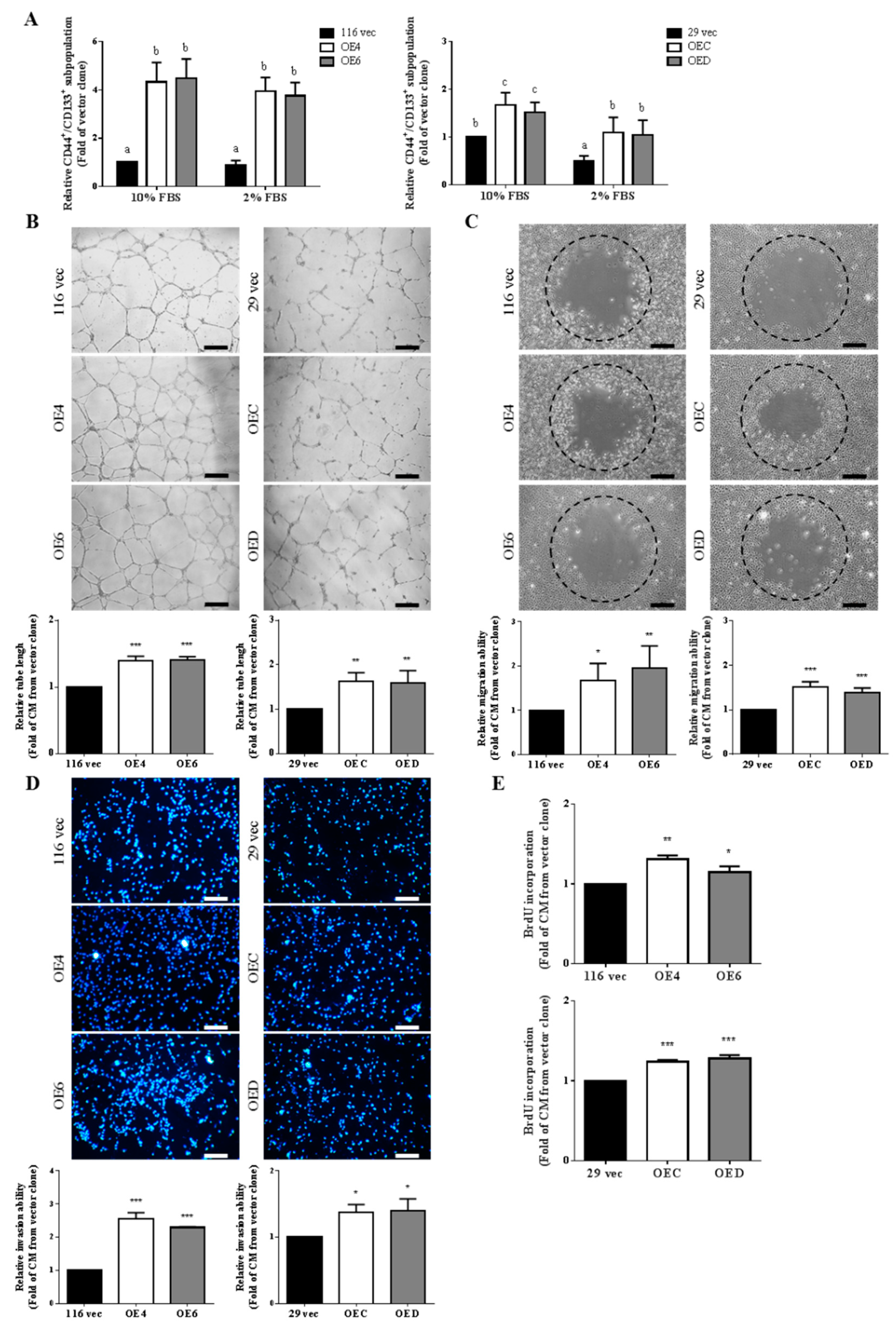 imagej software angiogenesis