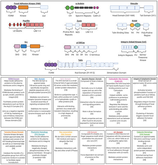 IJMS | Free Full-Text | Manipulation of Focal Adhesion Signaling 