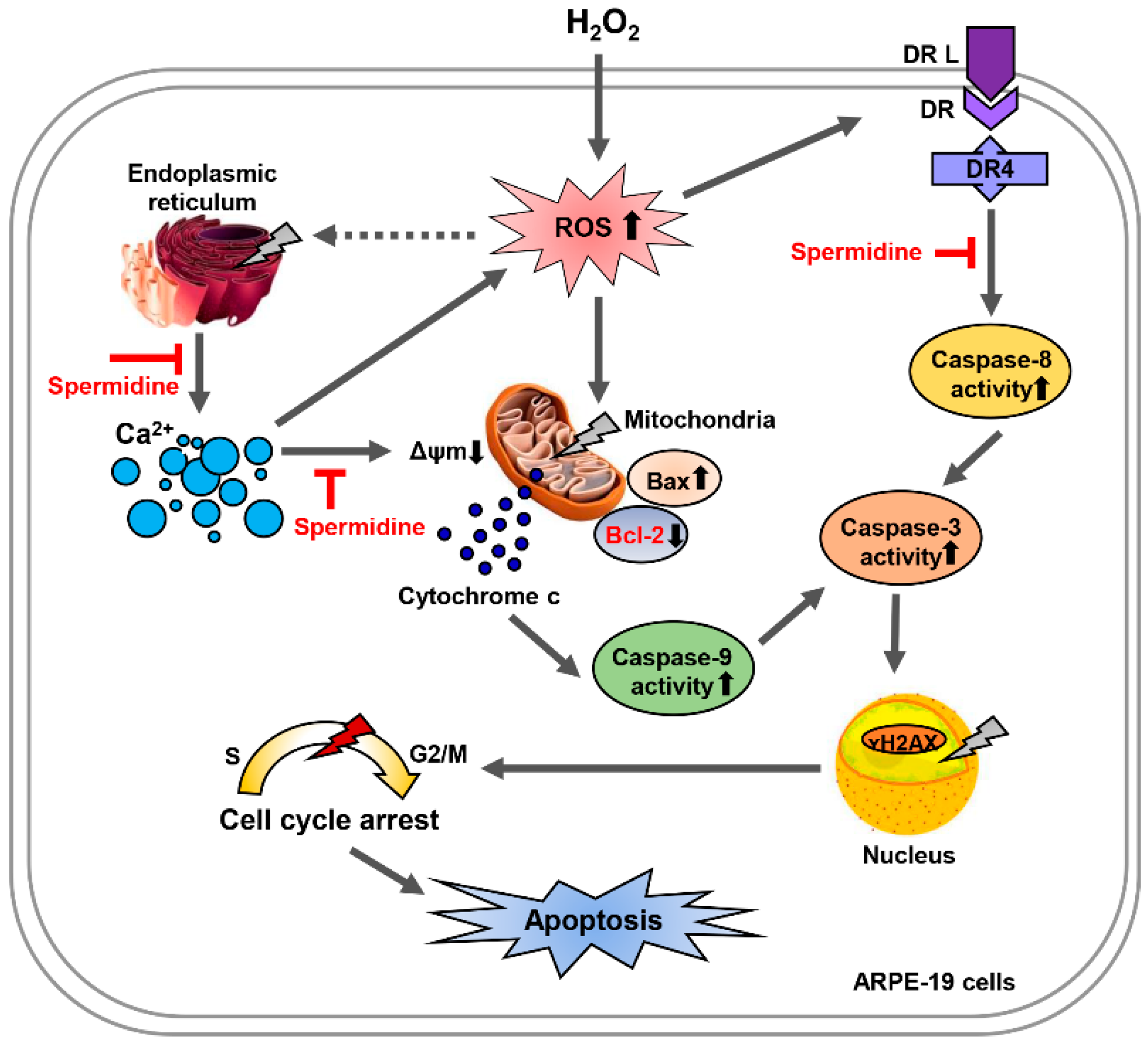 Ijms 22 01361 g007 Ijms 22 01361 g007