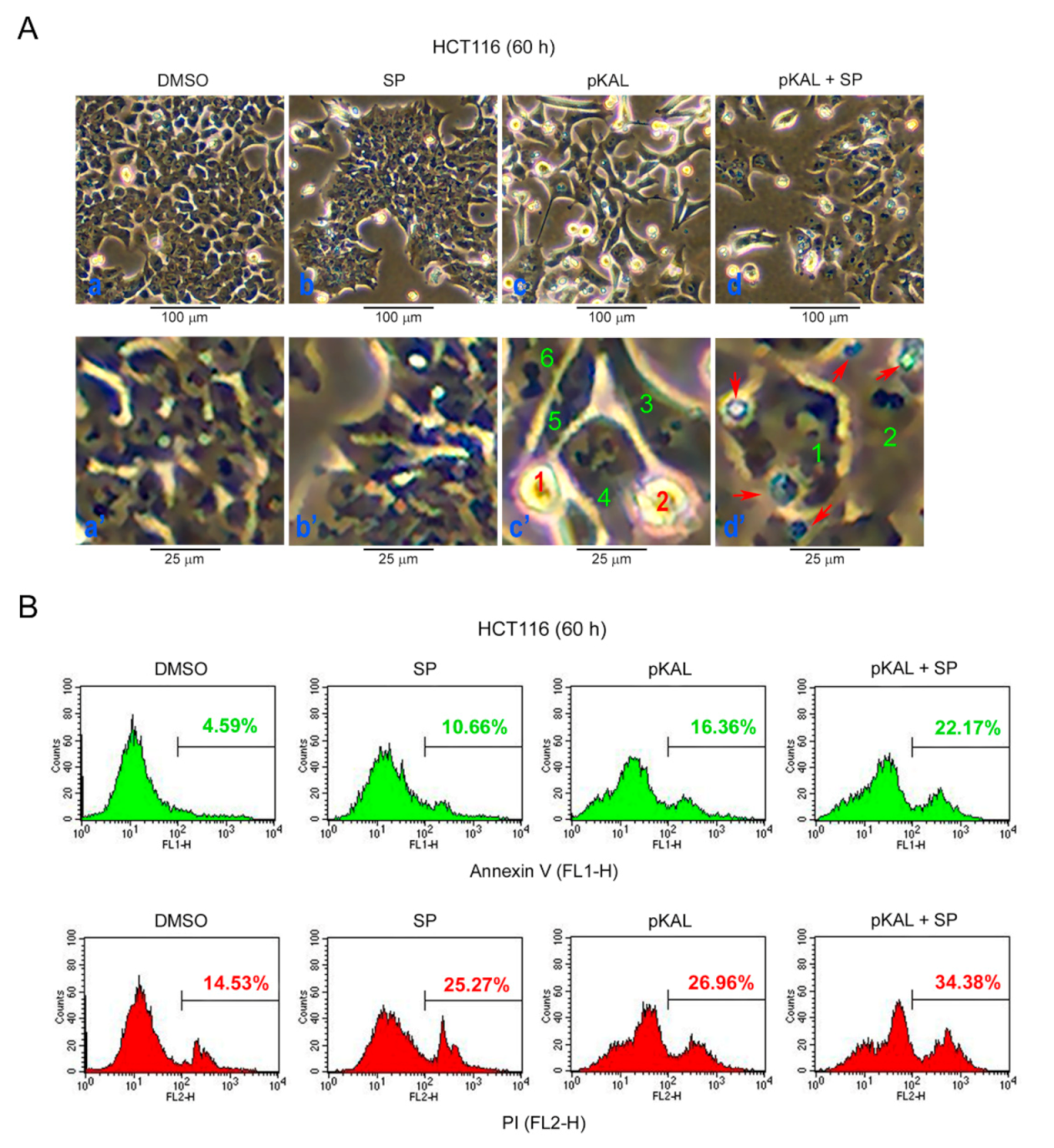 Ijms 22 01366 g007 Ijms 22 01366 g007