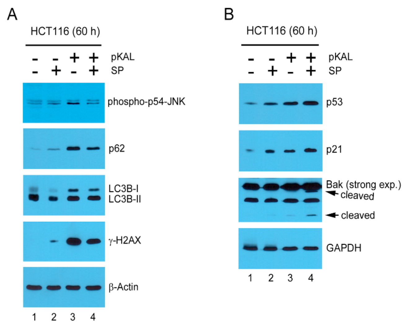 Ijms 22 01366 g008 Ijms 22 01366 g008